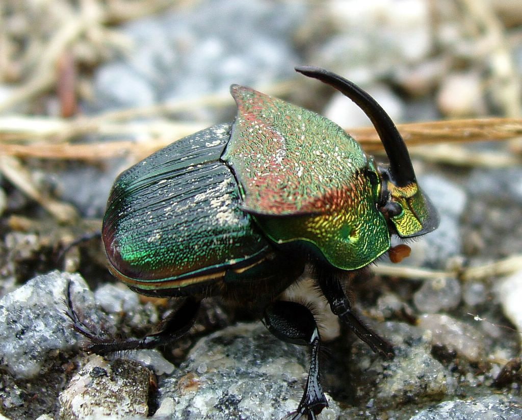 animal, used, know, sorry, bugs, don, art, technology, hd, x, 480P, bug, animals, fond, HD Wallpaper