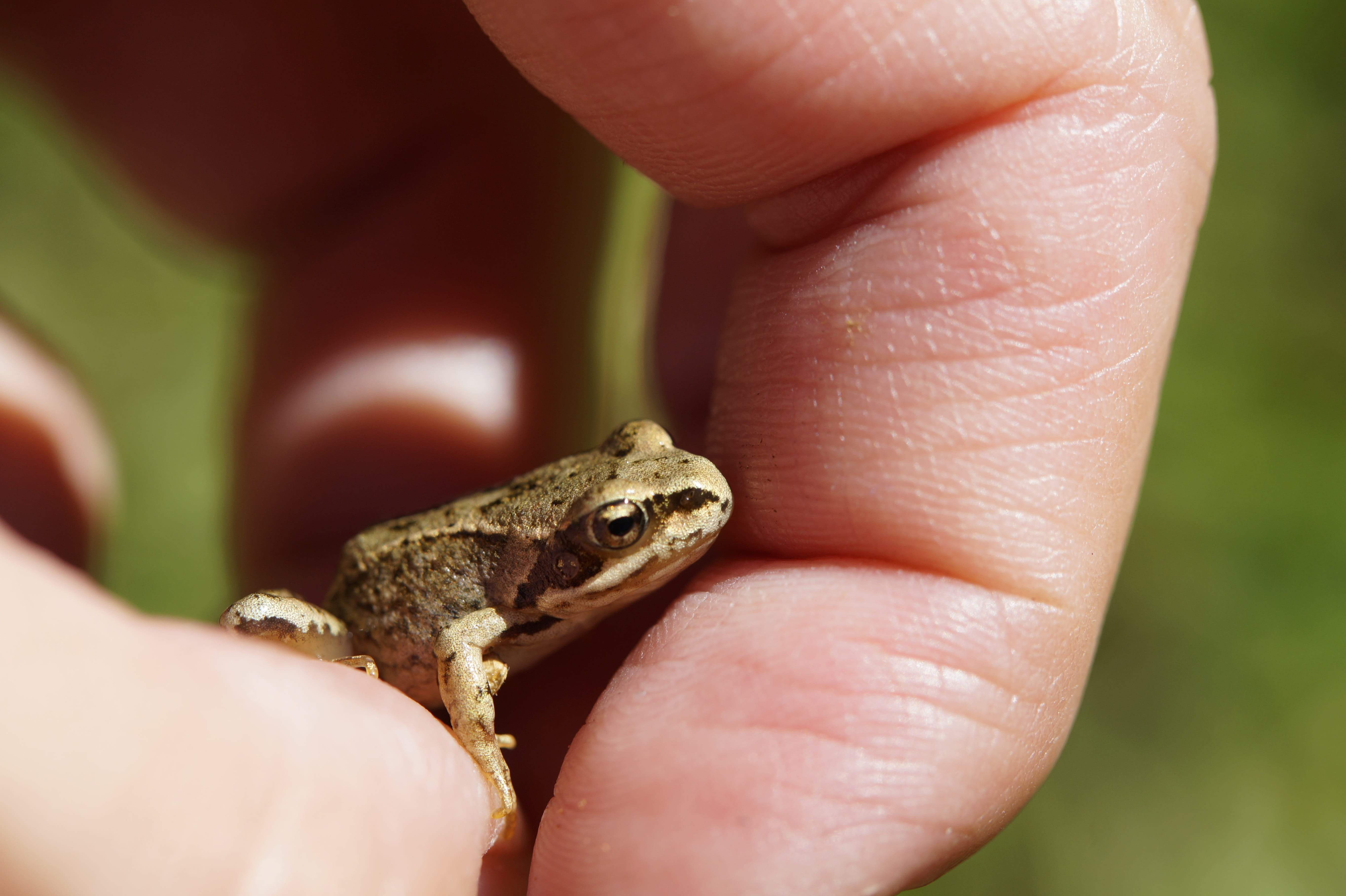 reptile, human finger, focus on foreground, one animal, nature conservation, baby, child, human body part, hand, environmental protection, careful, animals in the wild, HD Wallpaper