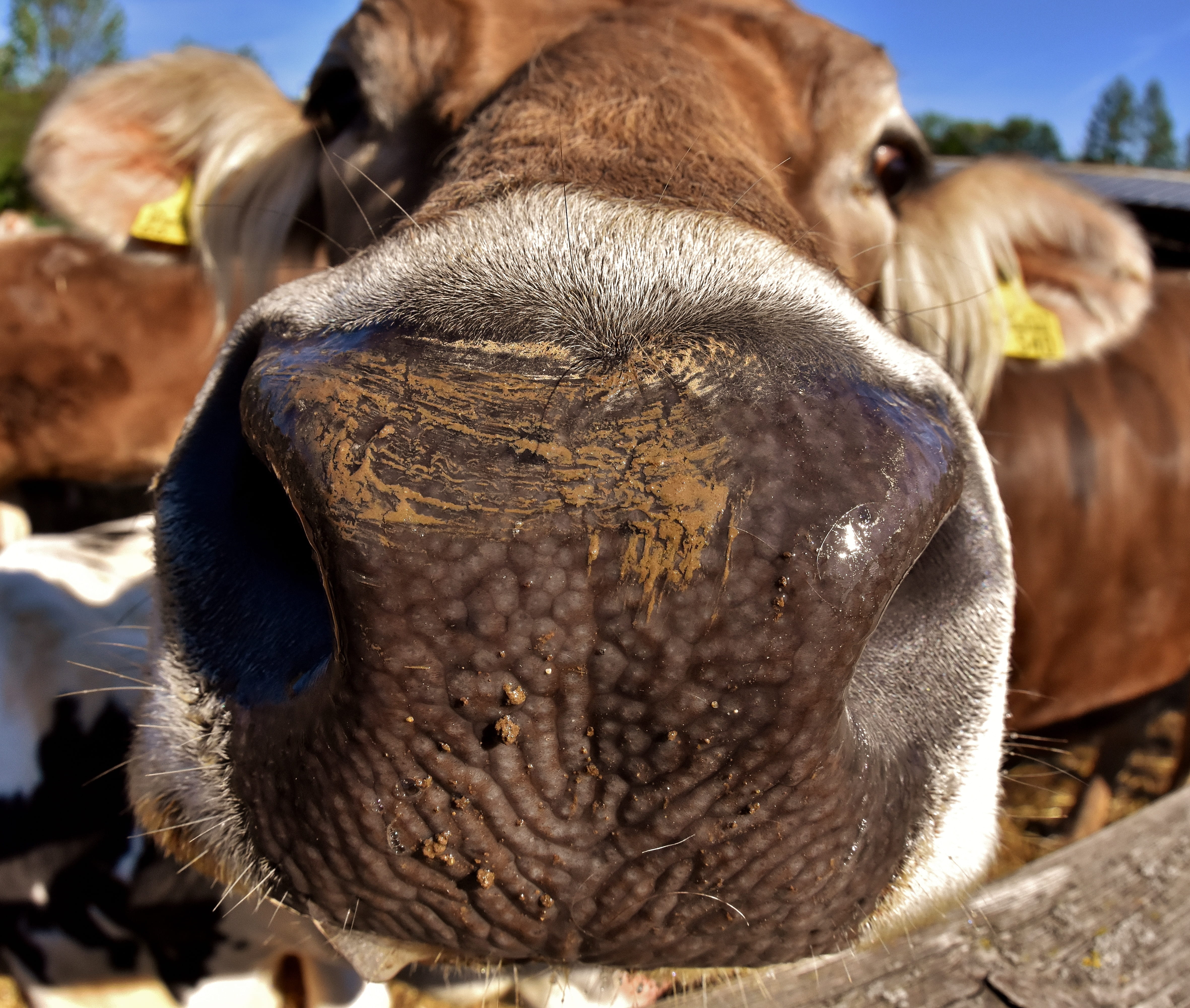fond of animals, sanctuary, fisheye, one animal, animal nose, herbivorous, animals, funny, animal head, animal wildlife, 4K, lens, beef, day, outdoors, HD Wallpaper