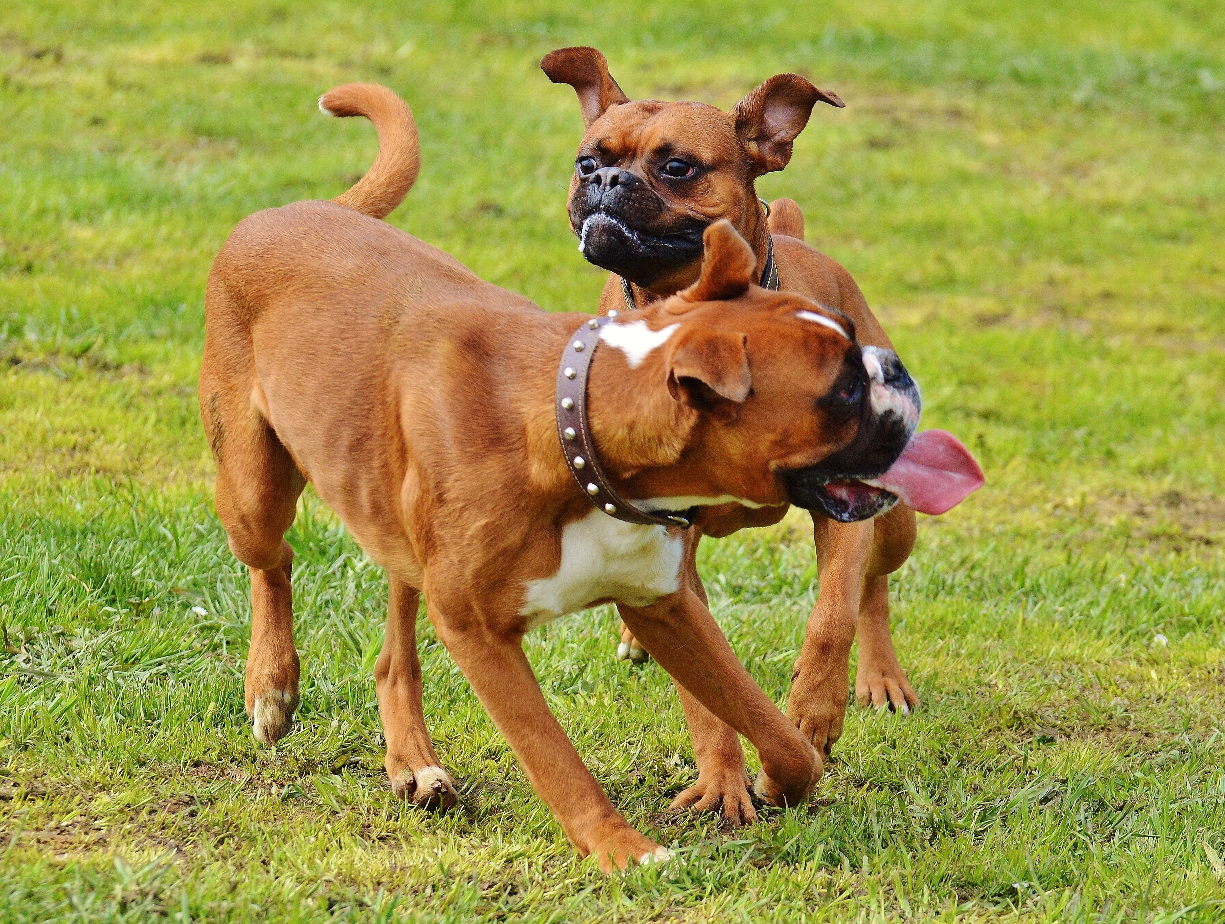 domestic, pet collar, cute, no people, field, animals, good aiderbichl, friendship, romp, mouth open, animal themes, grass, collar, animal, animal welfare, HD Wallpaper