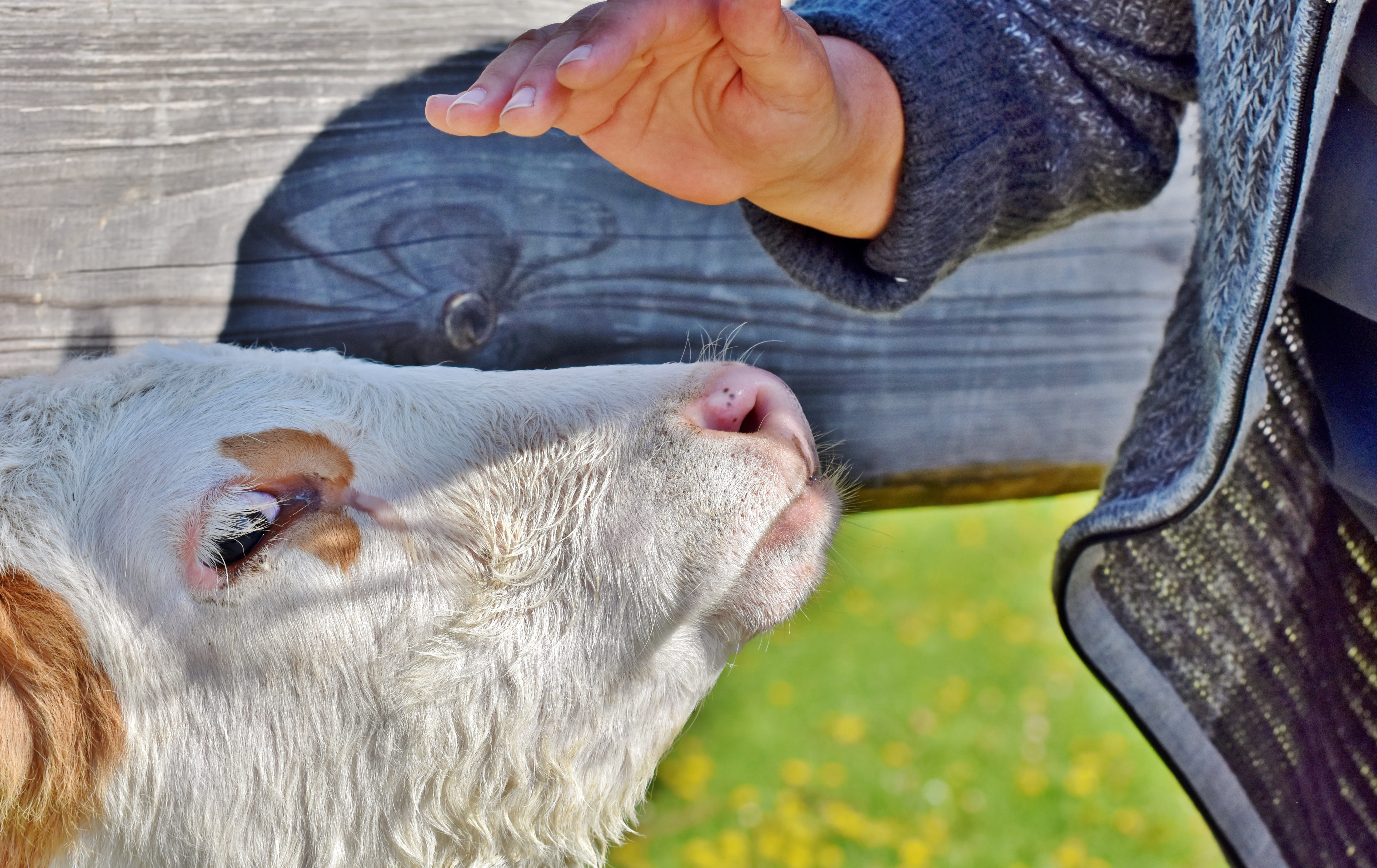human body part, 5K, sanctuary, young animal, farm, body part, one animal, agriculture, ruminant, day, fond of animals, pets, hoofed animals, vertebrate, HD Wallpaper