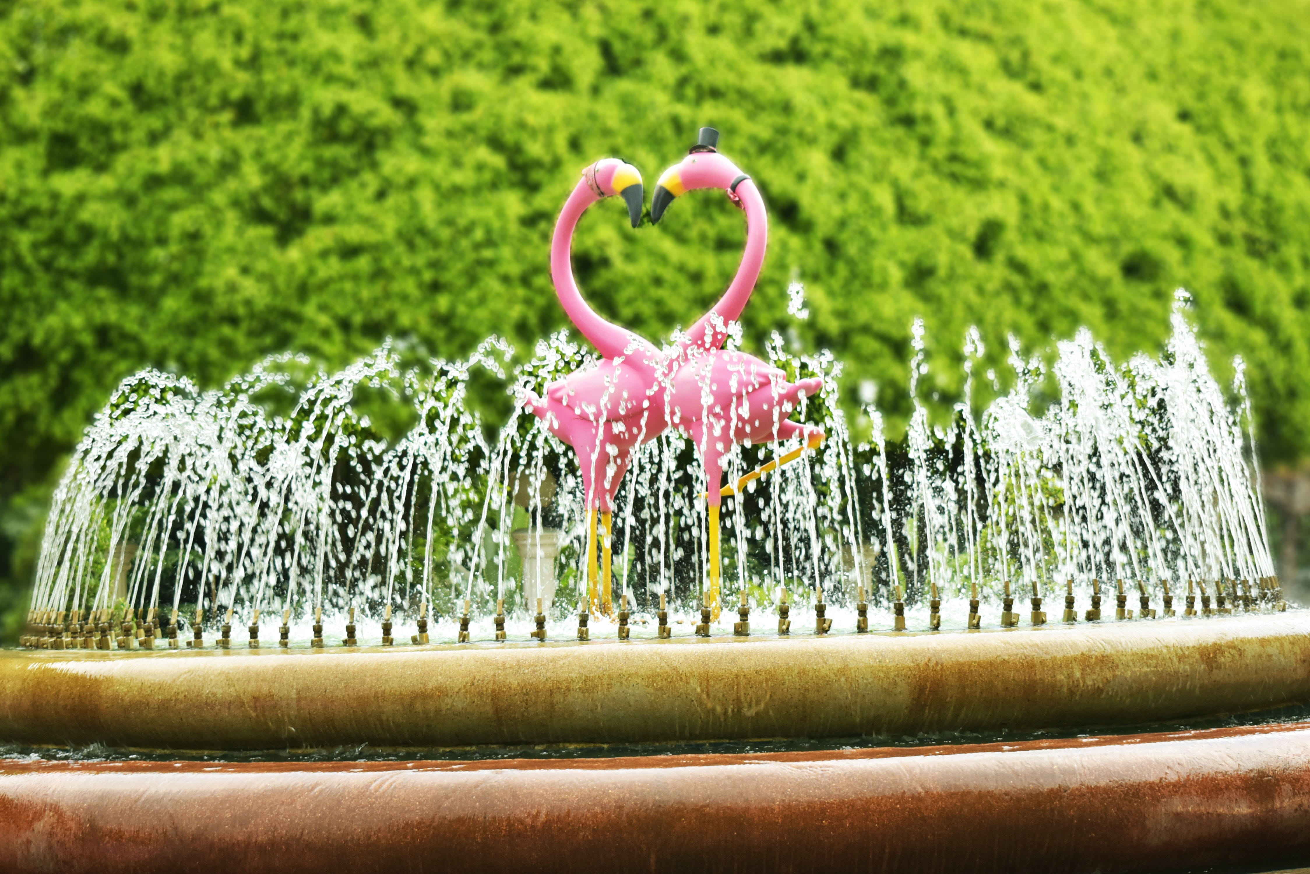 fountain, couples, close-up, plant, lover, nature, day, pink, green, food and drink, wet, tree, romance, pink color, the fountain, green color, no people, HD Wallpaper