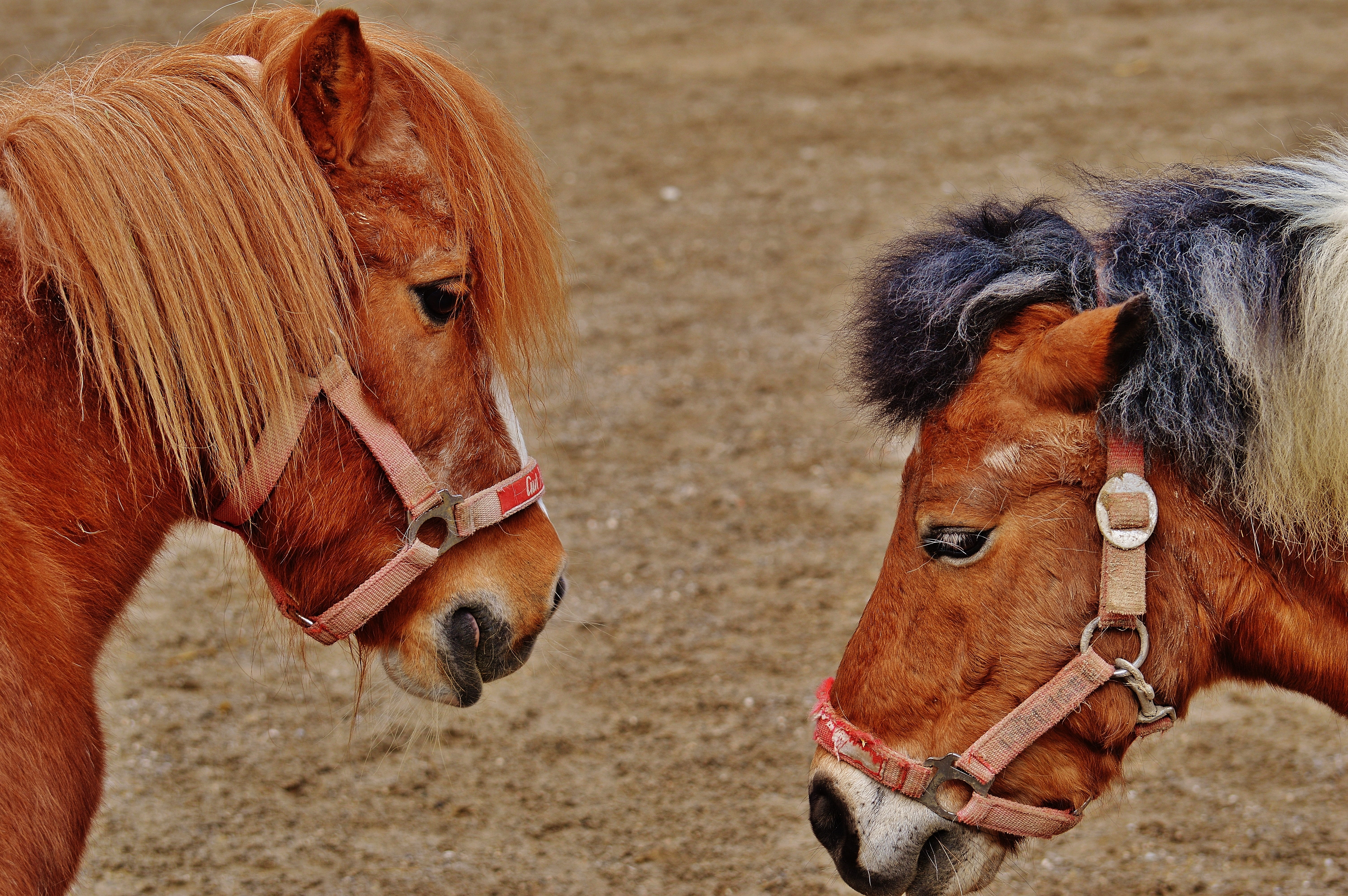 group of animals, animal body part, animal family, Horses, animal themes, hoofed animals, animal head, livestock, sanctuary, pets, Animal Rescue, good aiderbichl, HD Wallpaper