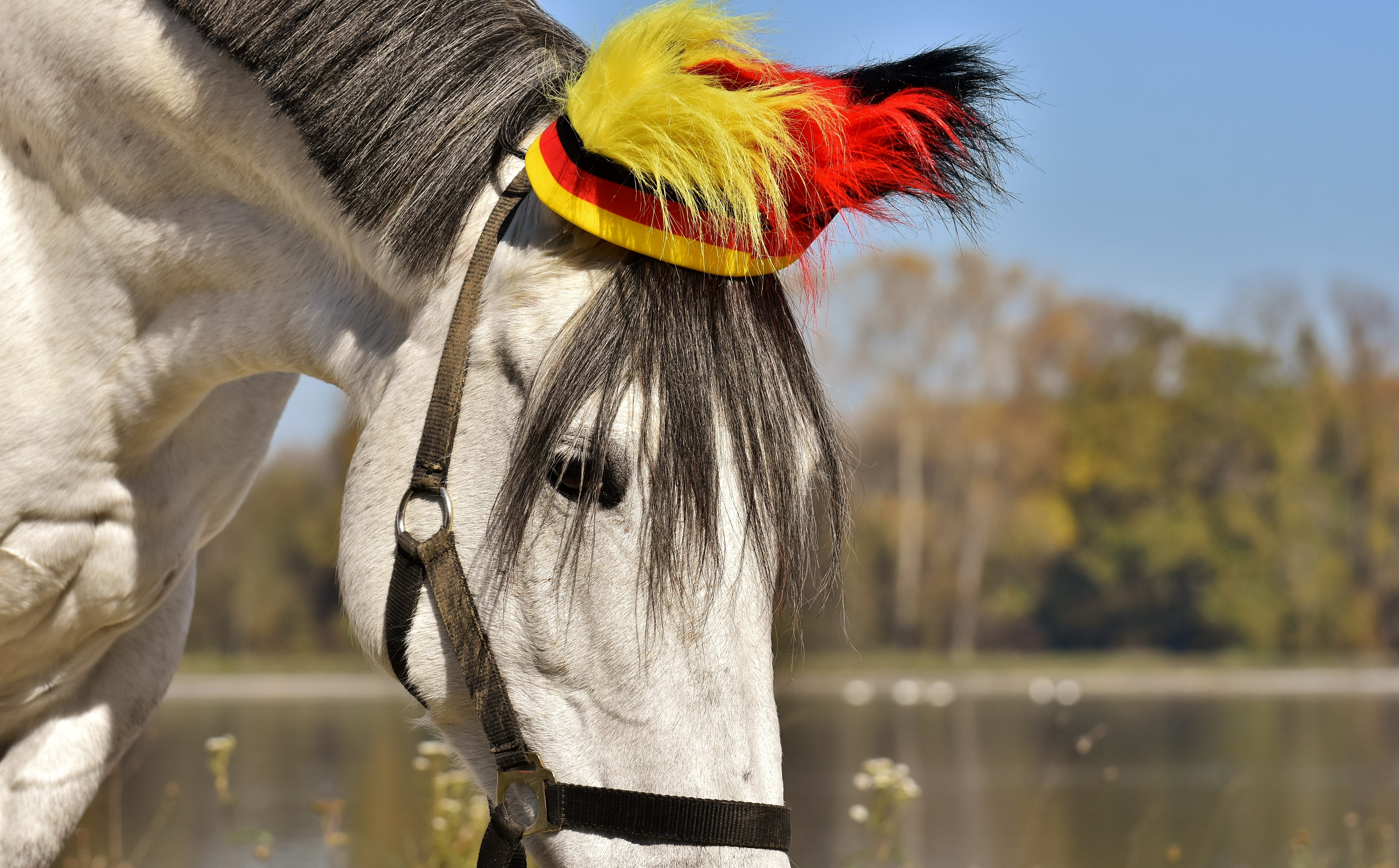 no people, animal eye, livestock, domestic animals, outdoors, animal, animal wildlife, day, mammal, focus on foreground, football, animal head, love for animals, HD Wallpaper