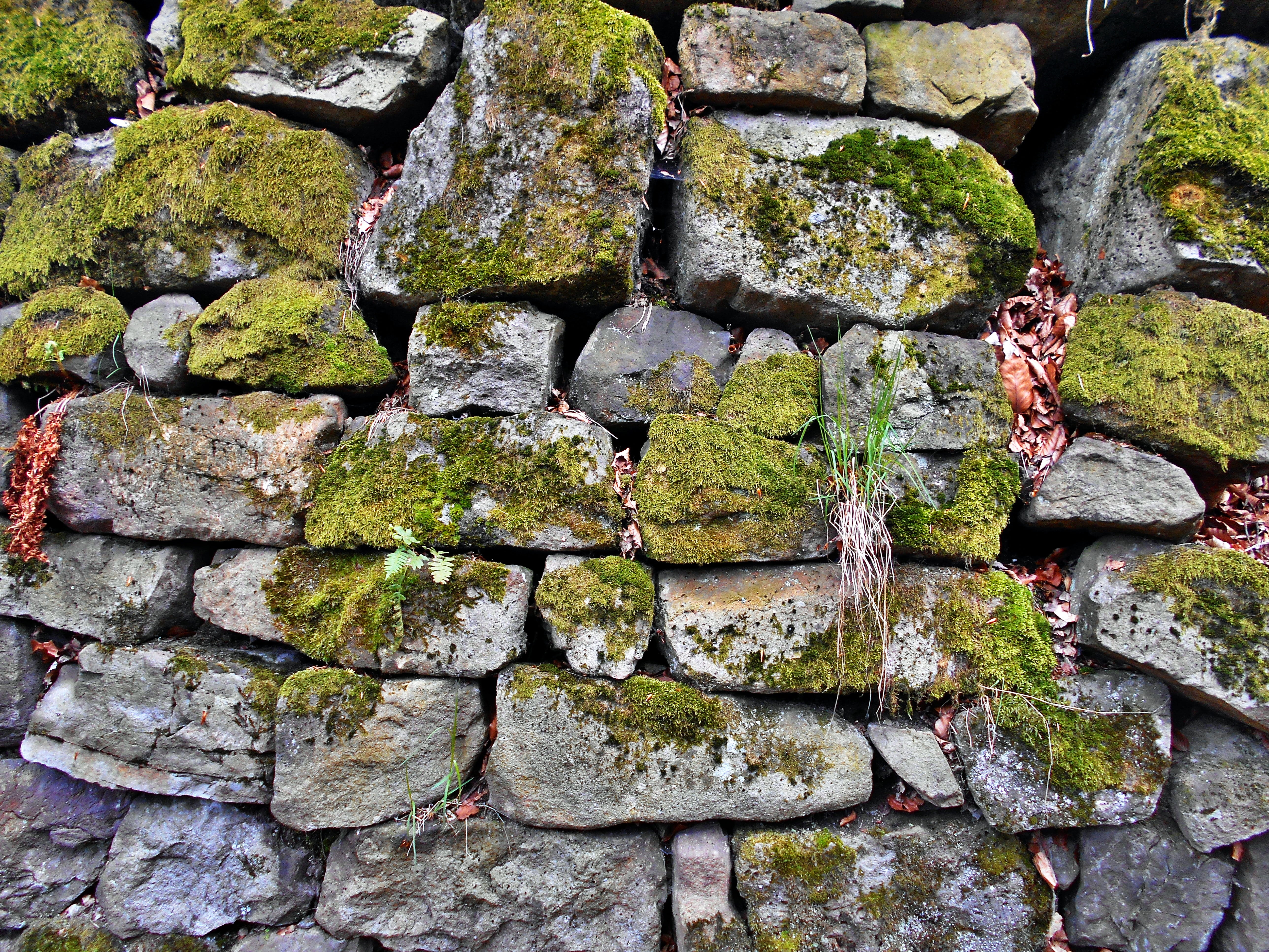 stone wall, mossy, growth, overgrown, close-up, moss, pattern, 5K, day, rock - object, old, wall - building feature, lichen, built structure, full frame, HD Wallpaper