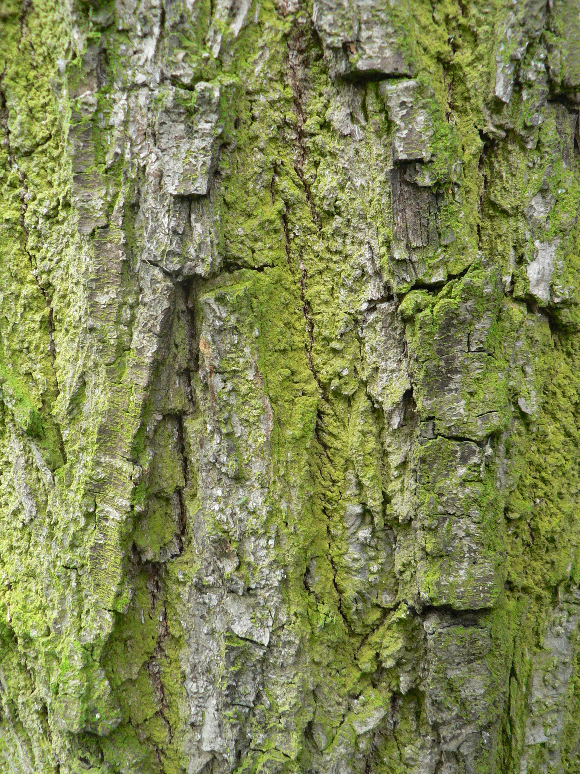 nature, tree trunk, growth, moss, rough, no people, outdoors, invoice, full frame, textured, close-up, trunk, plant bark, lichen, pattern, day, plant, the bark, Phone HD Wallpaper