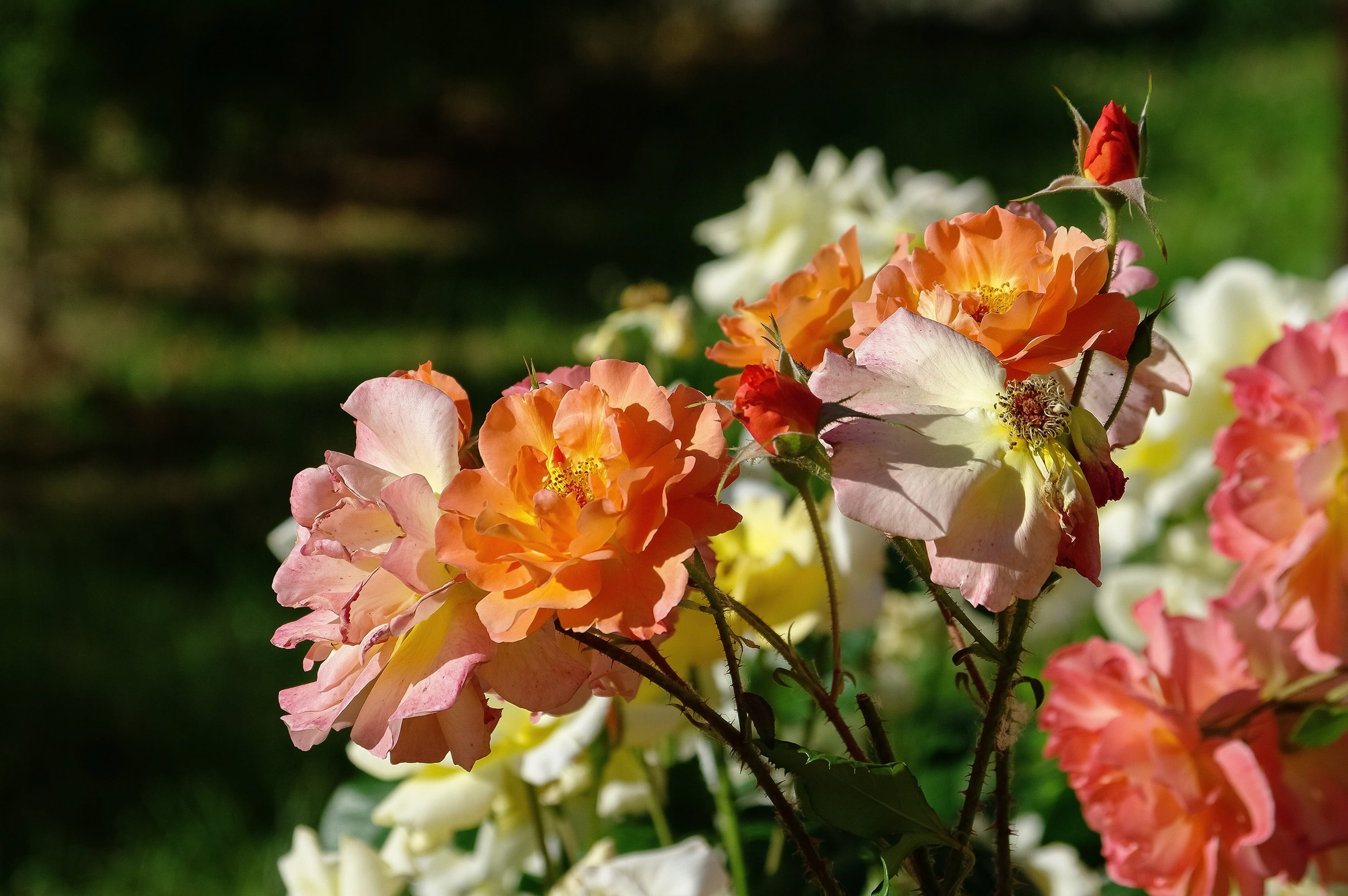 inflorescence, beauty in nature, pollen, focus on foreground, rose petals, growth, insect, receipts, animal, pollination, composition, tea, plant, animal wildlife, HD Wallpaper