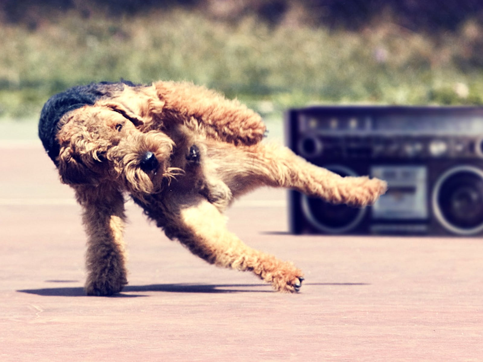 mode of transportation, 720P, brown, small, mammal, animals, no people, coated, canine, dog, domestic, one animal, dancing, transportation, motor vehicle, HD Wallpaper