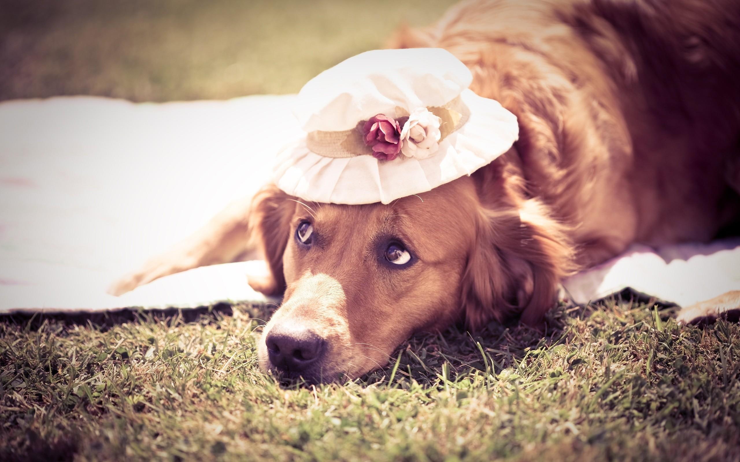 golden retreiver, photography, labrador, 2K, funny, animals, silly, HD Wallpaper