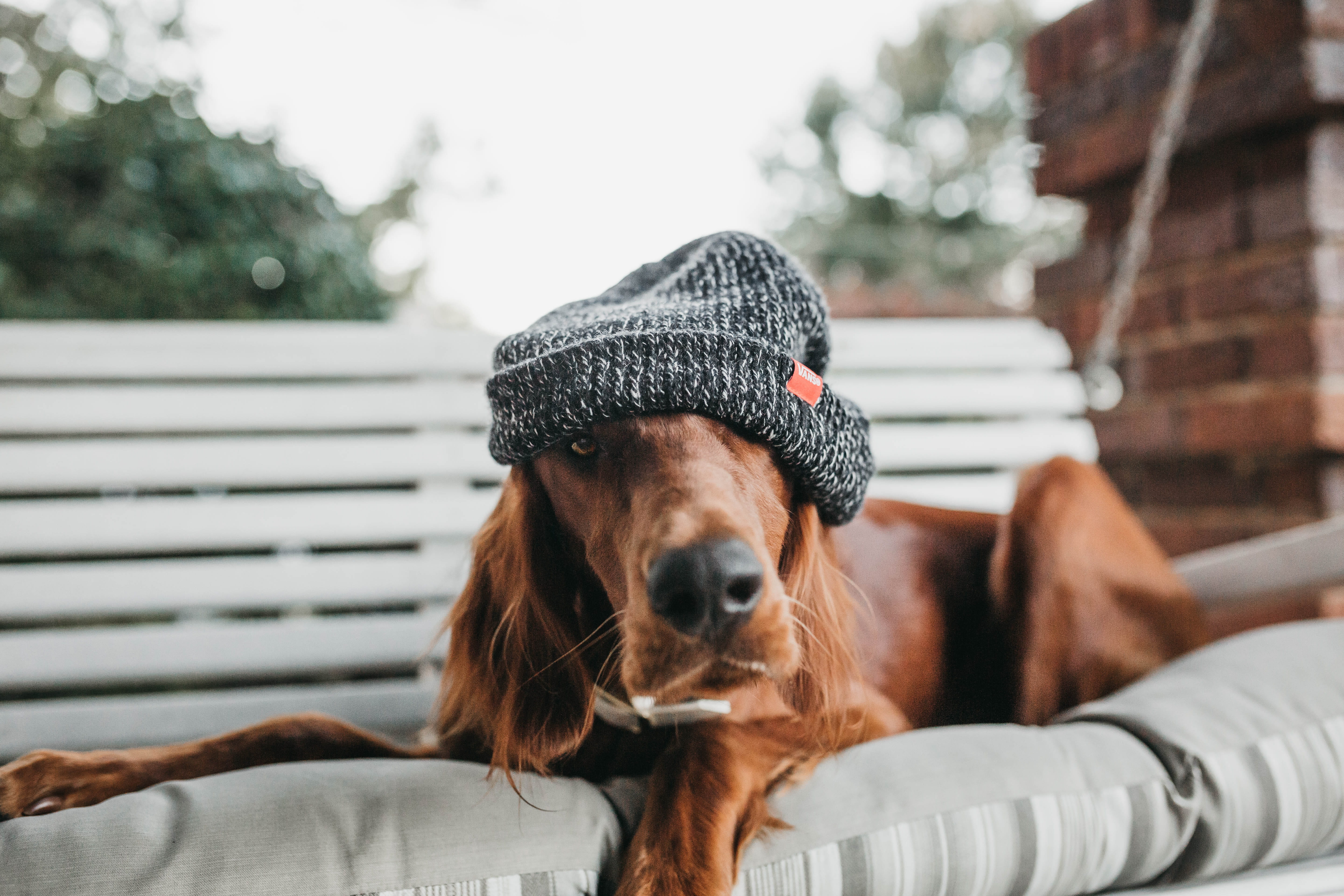 domestic, 5K, one animal, cold weather, mammal, relaxation, swing, portrait, pets, day, canine, silly, clothing, puppy, humour, doggy, cute dog, comedic, HD Wallpaper