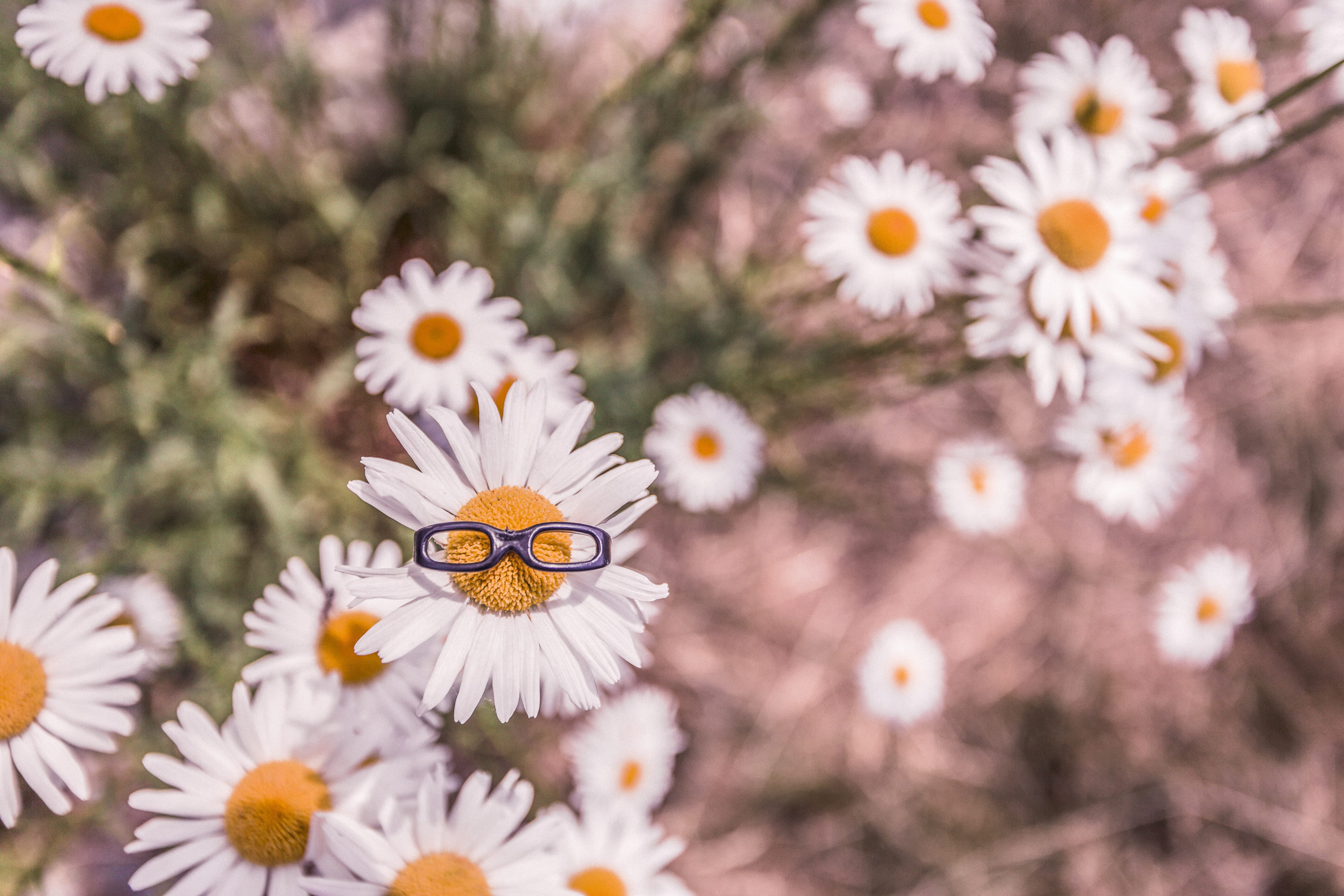freshness, plant, white color, funny, tree, nerdy, summer, glasses, backgrounds, flower Head, close-up, selective focus, inflorescence, day, nature, white, HD Wallpaper