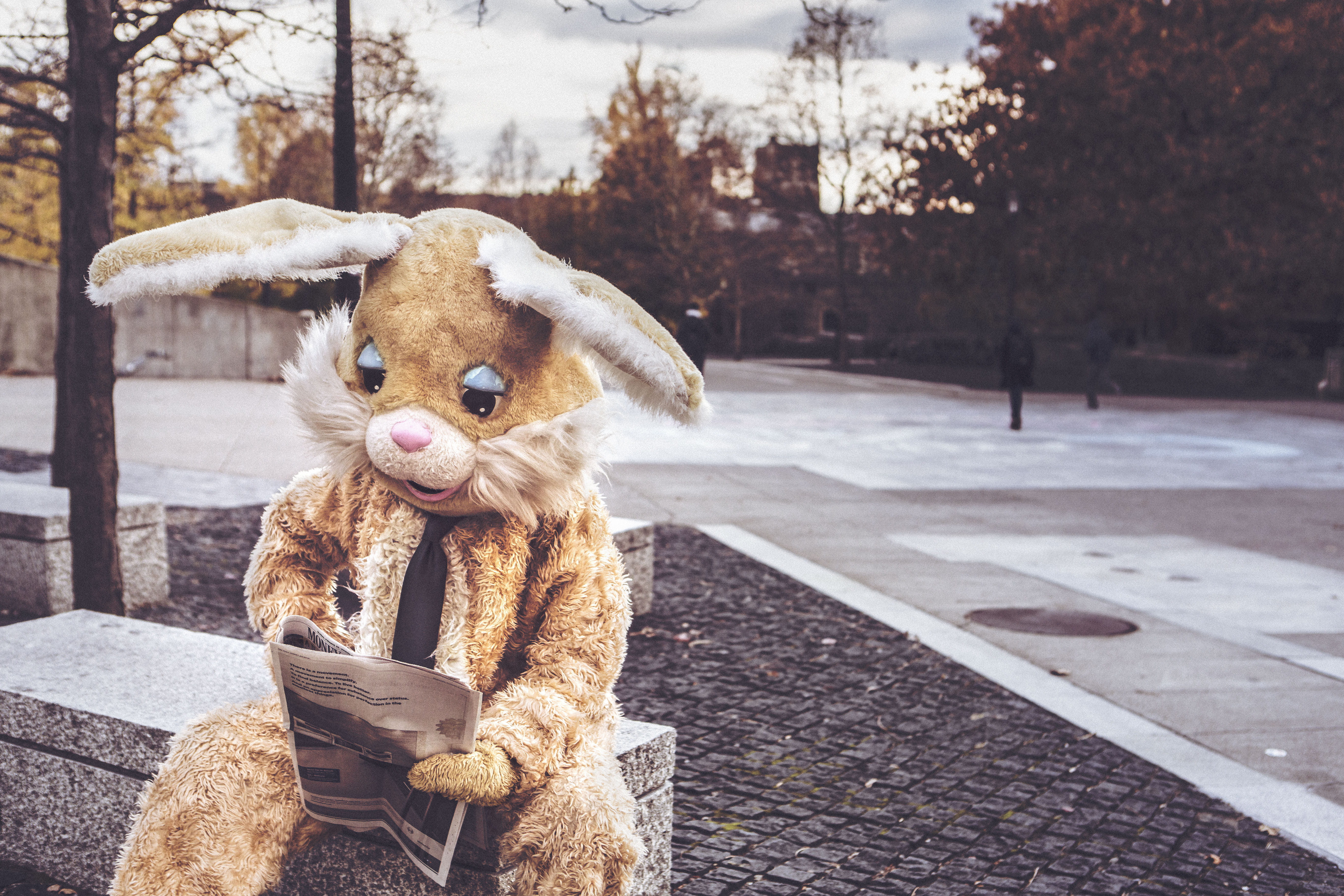 animals, footpath, rabbit, person, portrait, outside, tie, one animal, 5K, whimsical, canine, soft, no people, silly, domestic animals, animal, business, HD Wallpaper