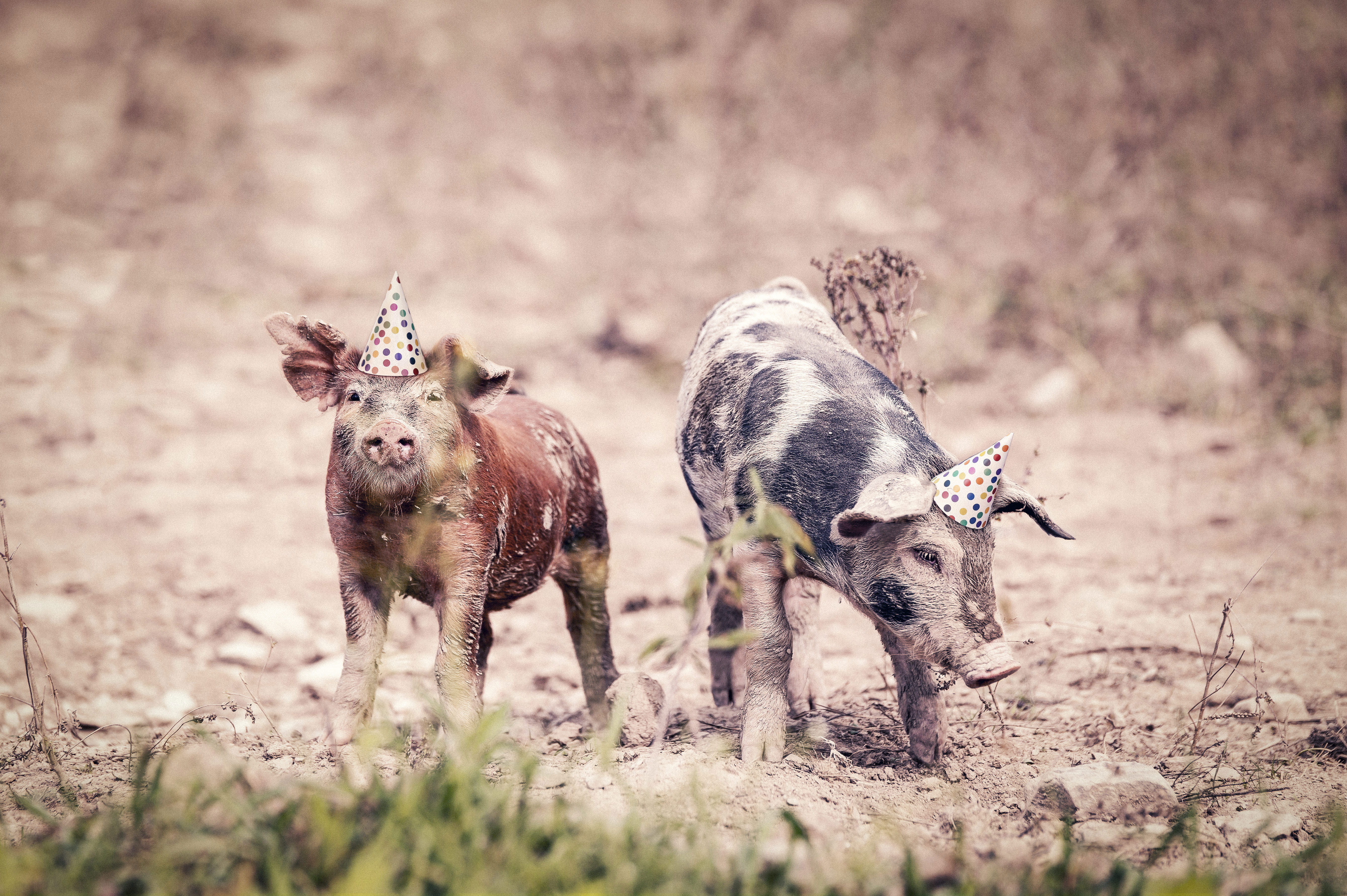 two, nature, agriculture, goofy, lazy, friends, group of animals, animals, no people, silly, animal, mammal, adorable, cute, pig, dirt, rural Scene, animals In The Wild, HD Wallpaper