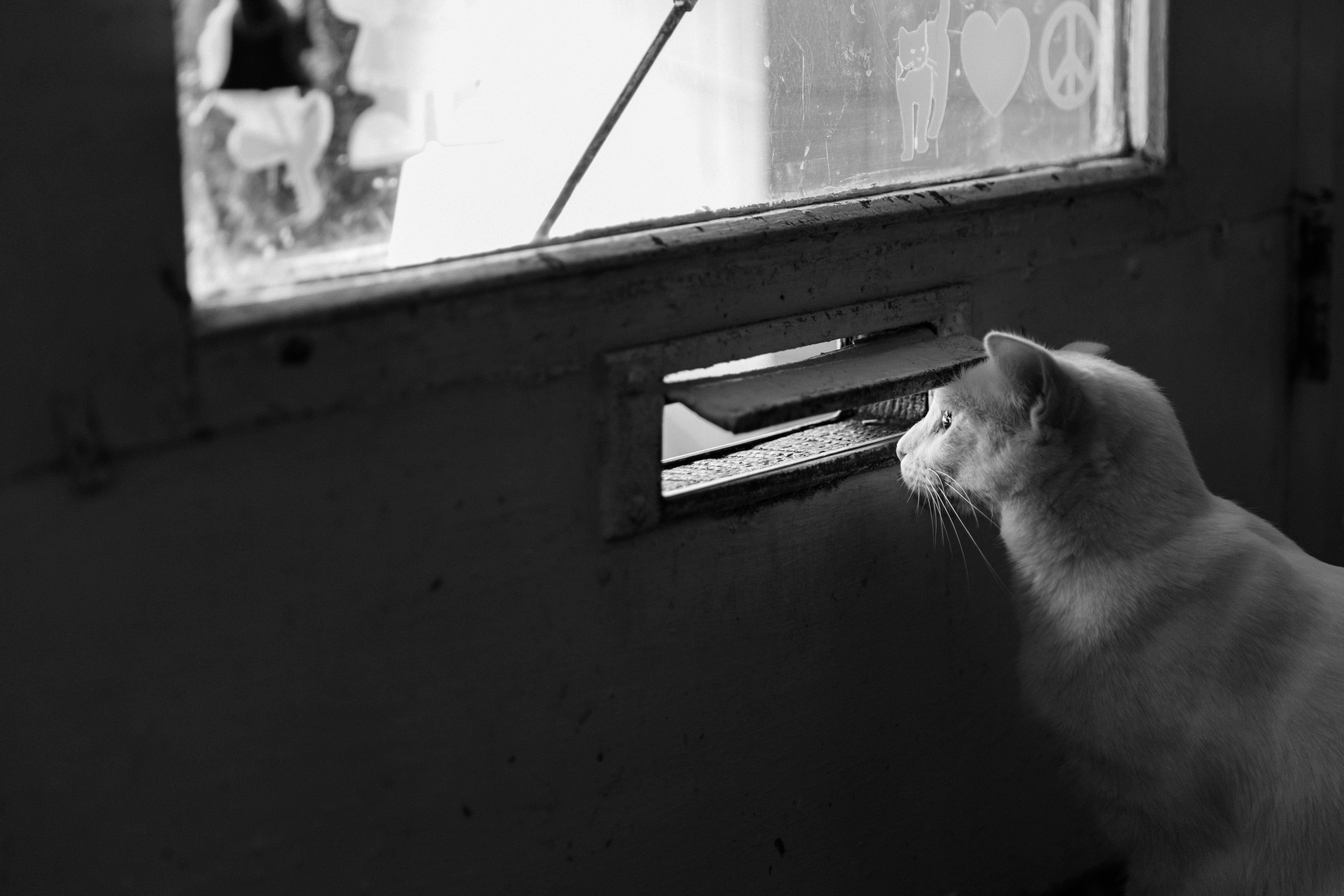 domestic animals, animal, domestic, mammal, black And White, cute, door, abandoned, animals, no people, grayscale, lazy, window sill, window, glass, kitty, HD Wallpaper