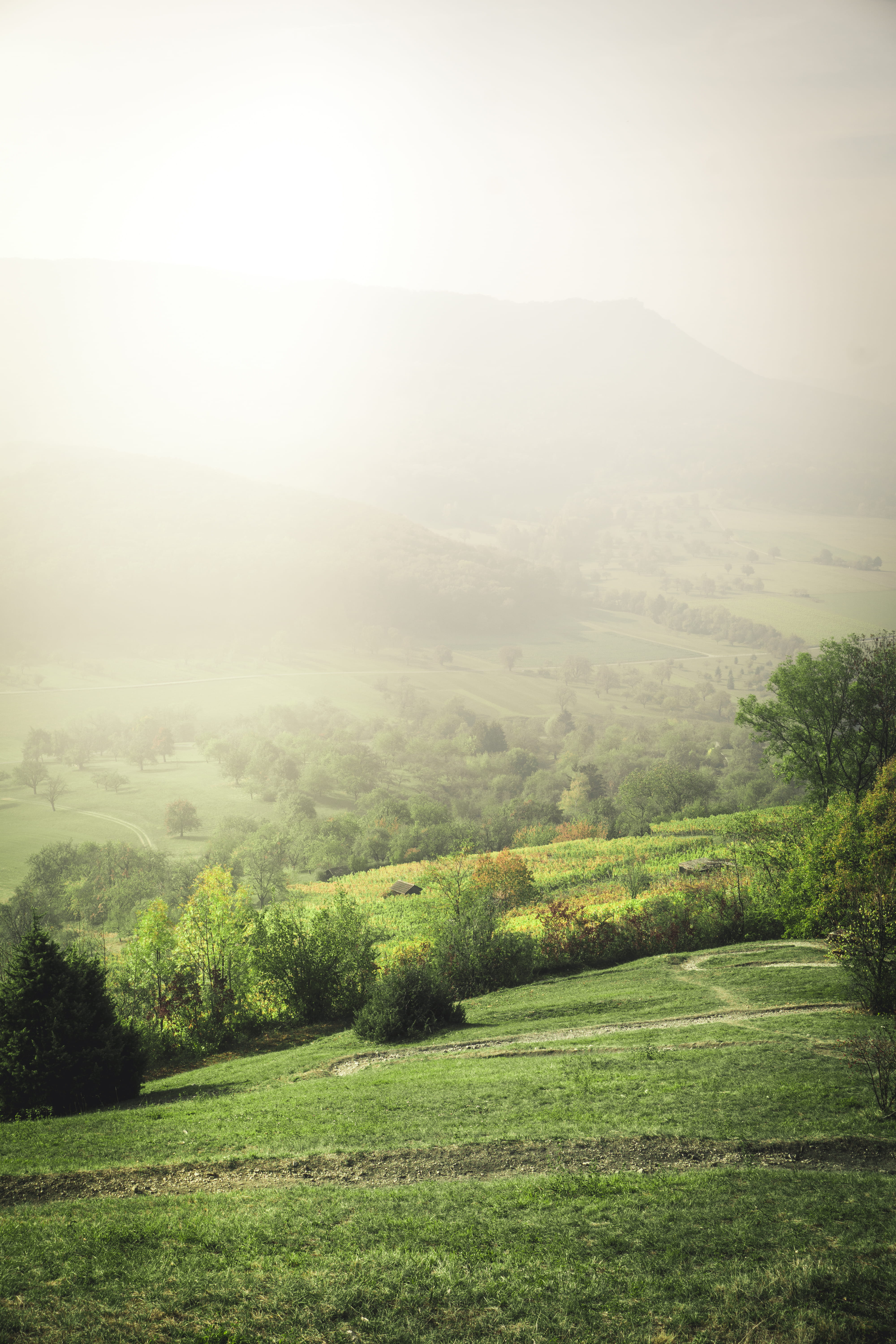 green color, plant, rolling landscape, forest, sun, background, unsplash book, non-urban scene, 5K, tree, beauty in nature, landscape, grass, no people, Phone HD Wallpaper