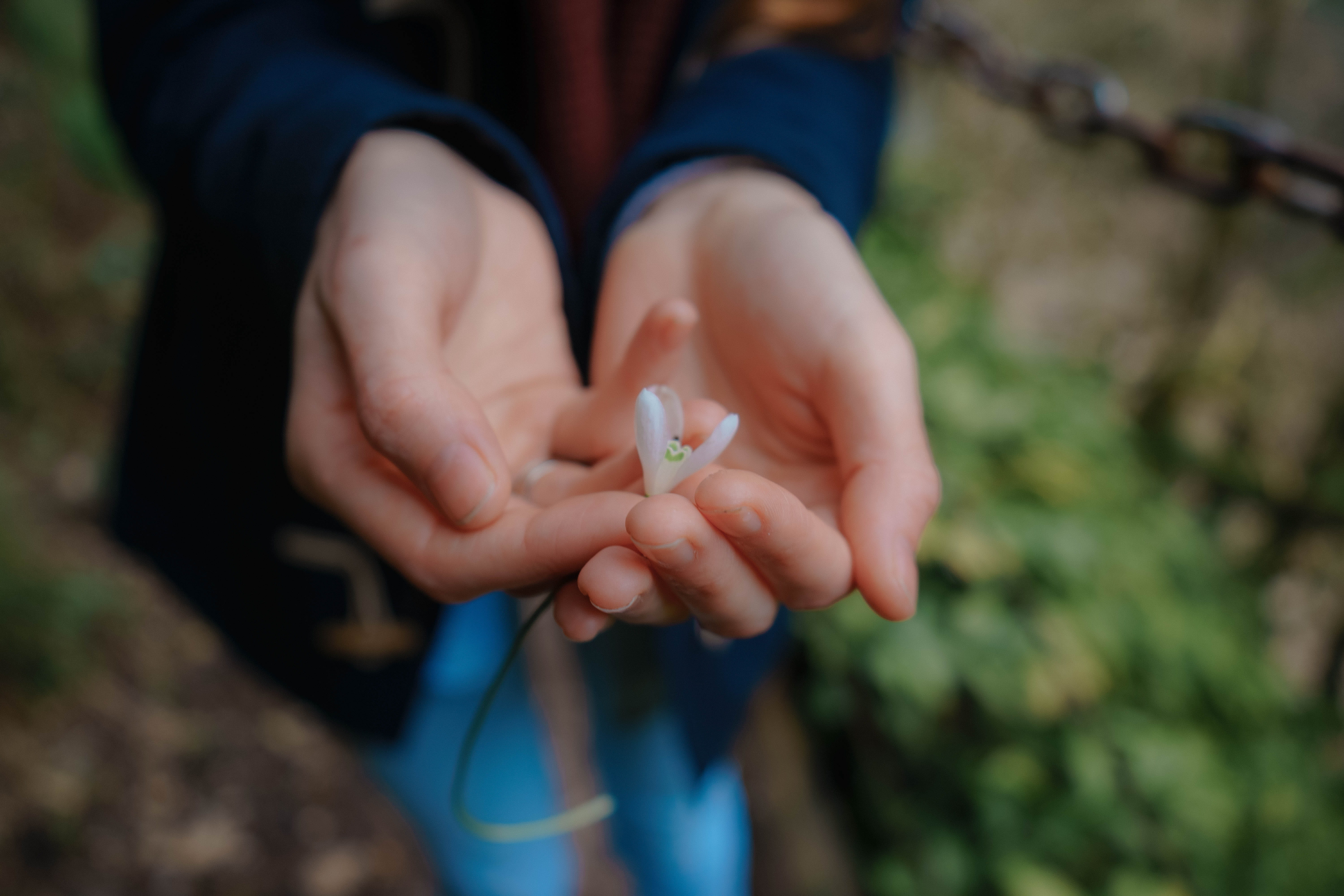 focus on foreground, flower, flowering plant, holding, child, human hand, high angle view, day, freshness, unsplash, one person, nature, human body part, HD Wallpaper