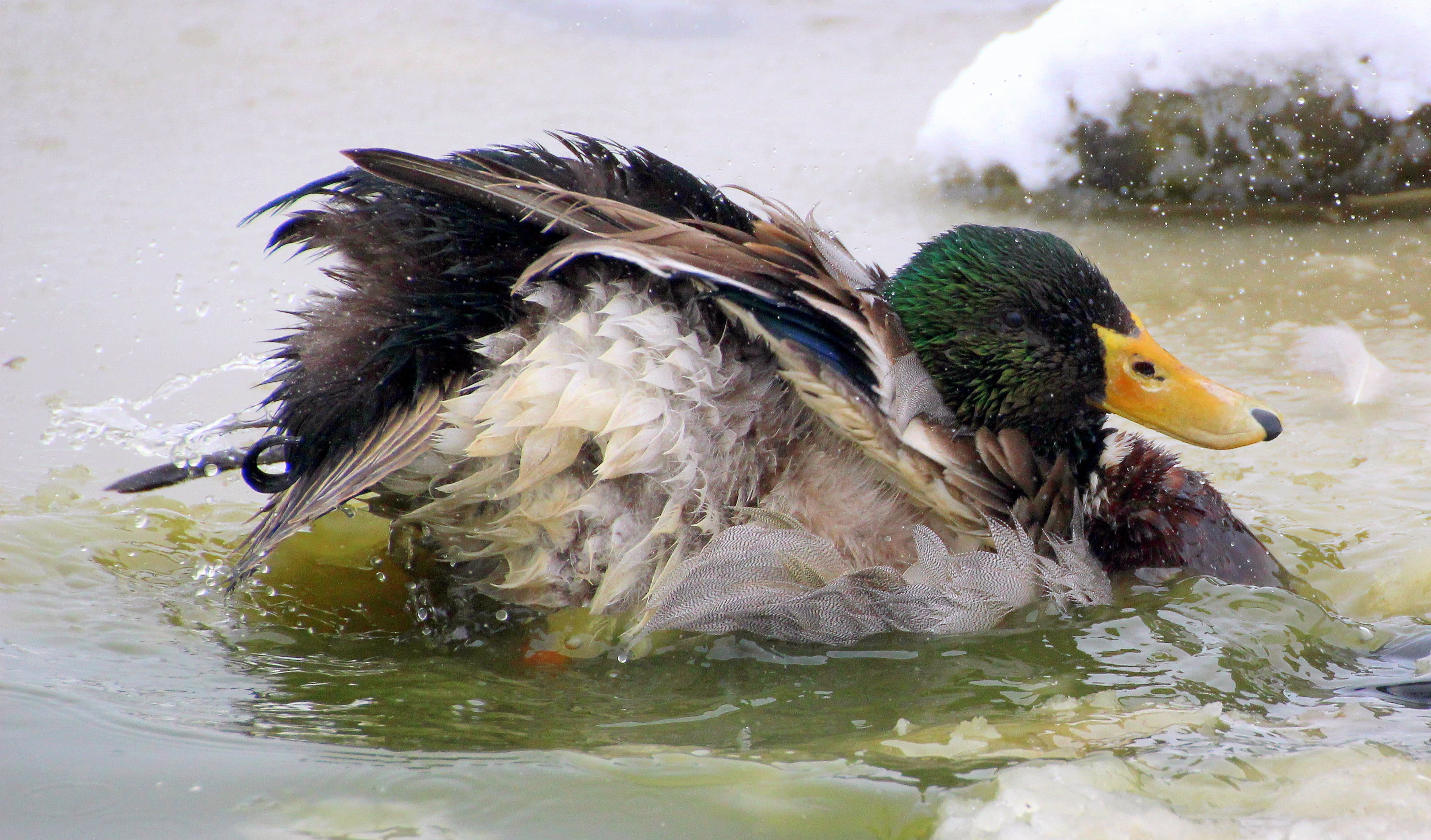 lake, plumage, day, duck, fluffed up, bill, feather, animal themes, mallard, outdoors, nature, 2K, bird, inject, paddling, male, colorful, beak, no people, HD Wallpaper