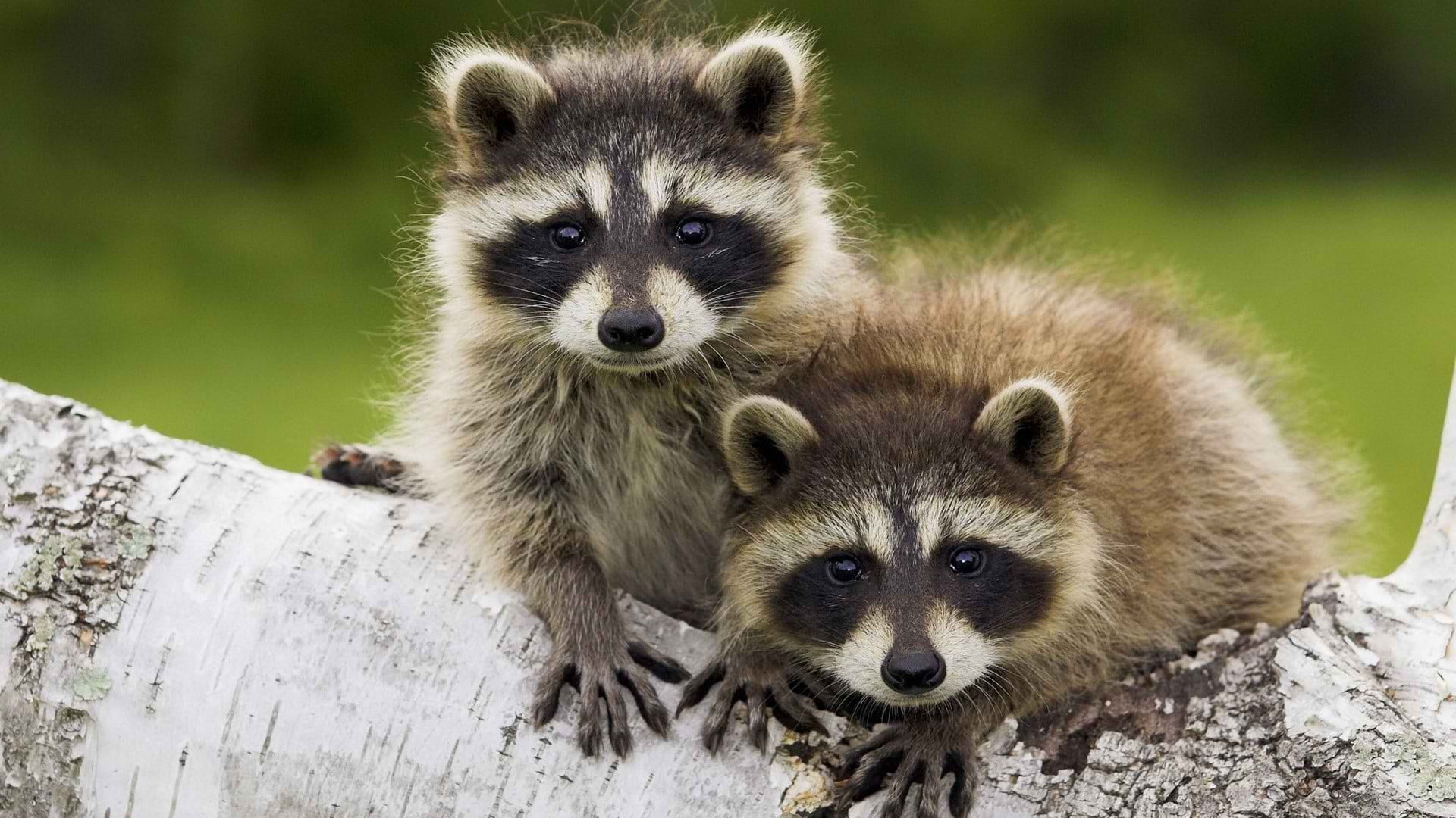 cute, two, looking at camera, brown, whisker, animals, animal family, two animals, animals in the wild, young animal, animal head, raccoon, nature, 1080P, HD Wallpaper