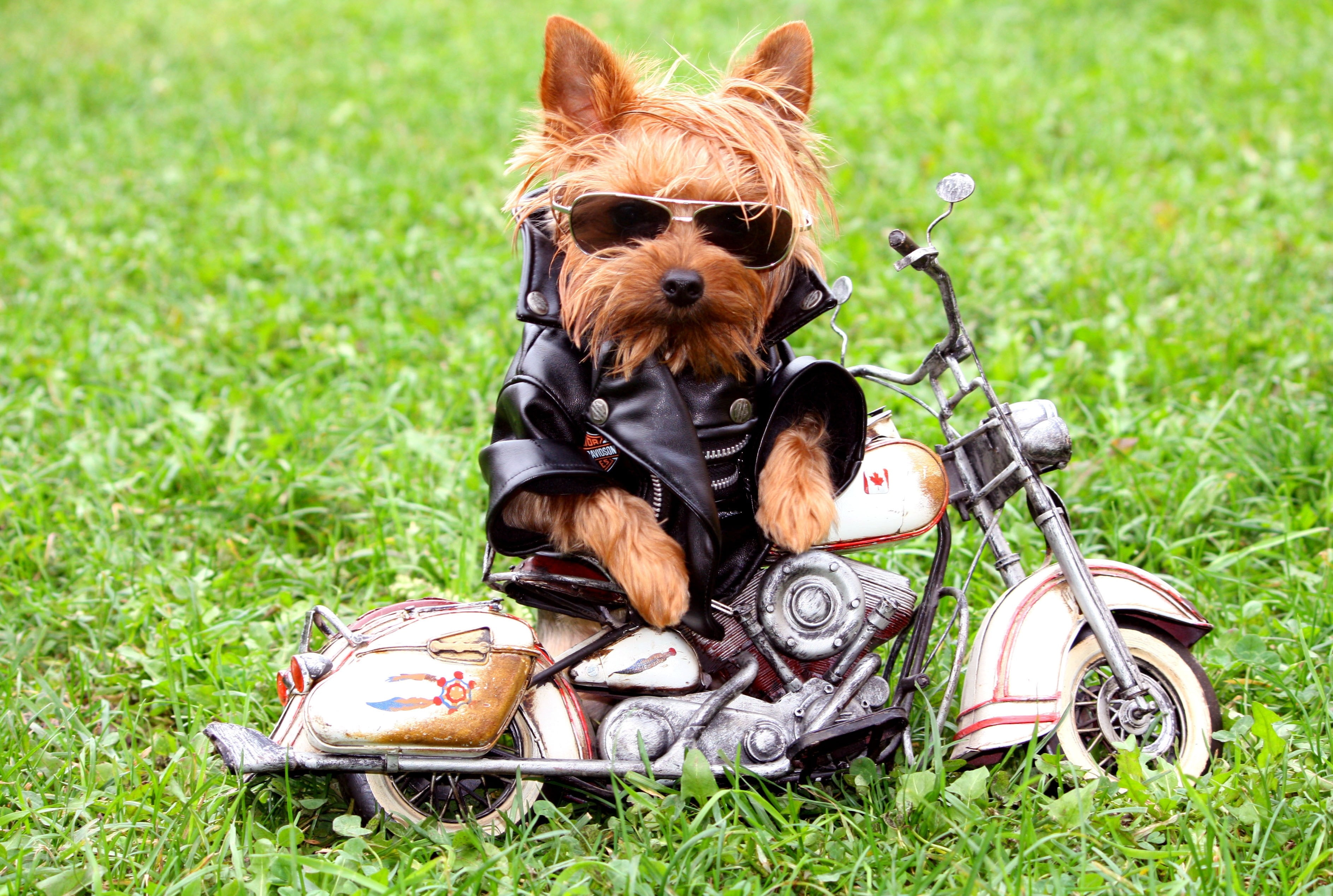 dogs, puppies, humor, 2K, funny, motorbikes, x, grass, art, hd, animals, HD Wallpaper