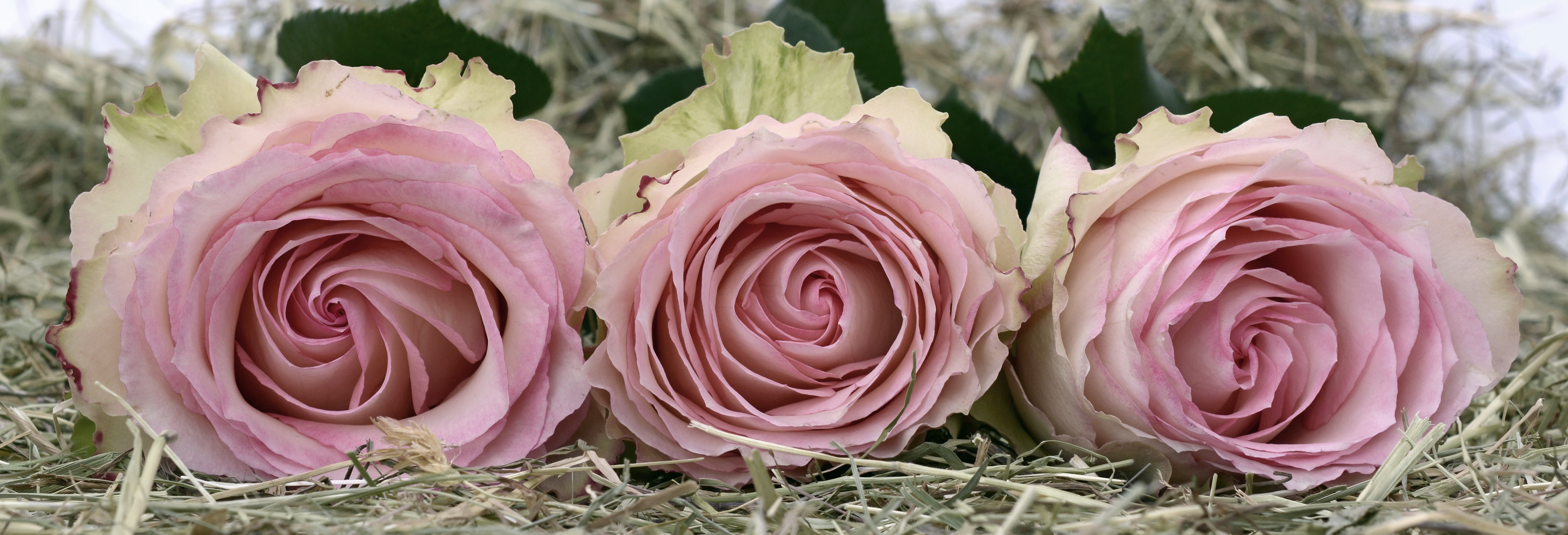 outdoors, three, green, romance, focus on foreground, header, wedding day, nature, pink color, romantic, flowering plant, 5K, head image, fragility, roses, HD Wallpaper