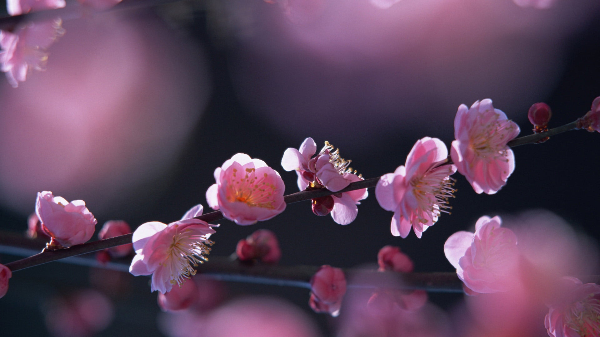 nature, petal, blossom, flower, lily, flower head, botany, tropical, cherry tree, bright, flora, cherry blossom, bloom, beauty in nature, blooming, pollen, HD Wallpaper