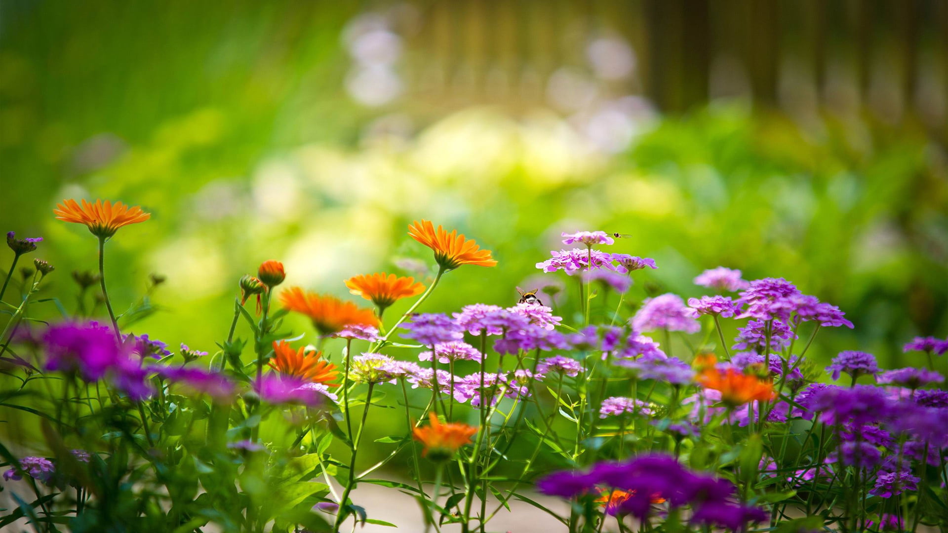 animal wildlife, garden, life, day, freshness, close, flower, animal themes, pink, gardening, summer, stem, growth, bunch, beauty in nature, purple, leaf, HD Wallpaper