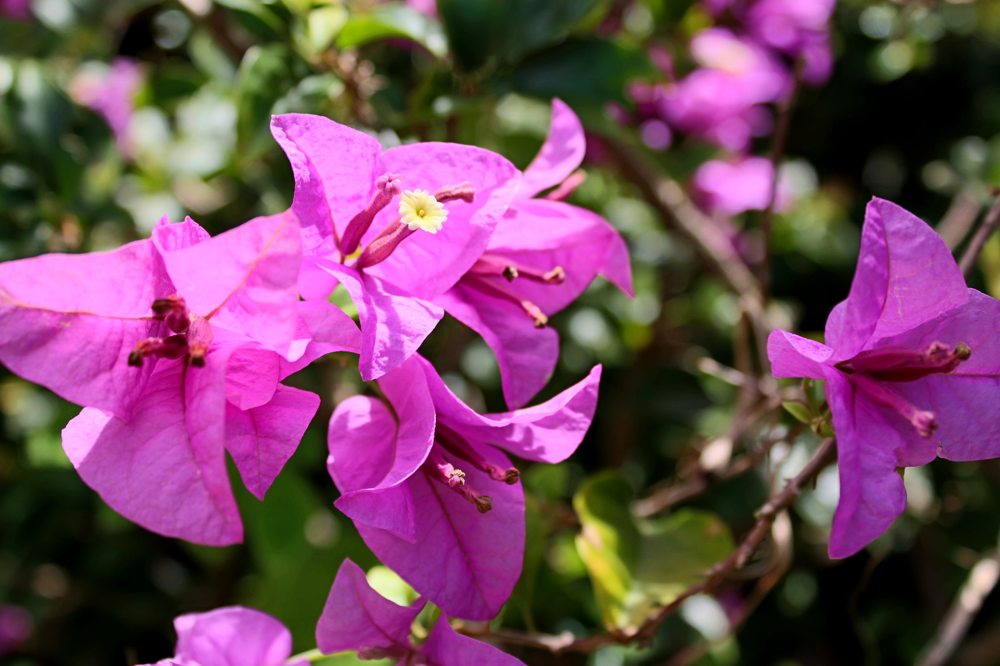 beauty, flower head, pink, vibrant, freshness, bougainvillea, bright, spa, tree, tropical, beauty in nature, rose, pollen, vulnerability, growth, day, purple, HD Wallpaper