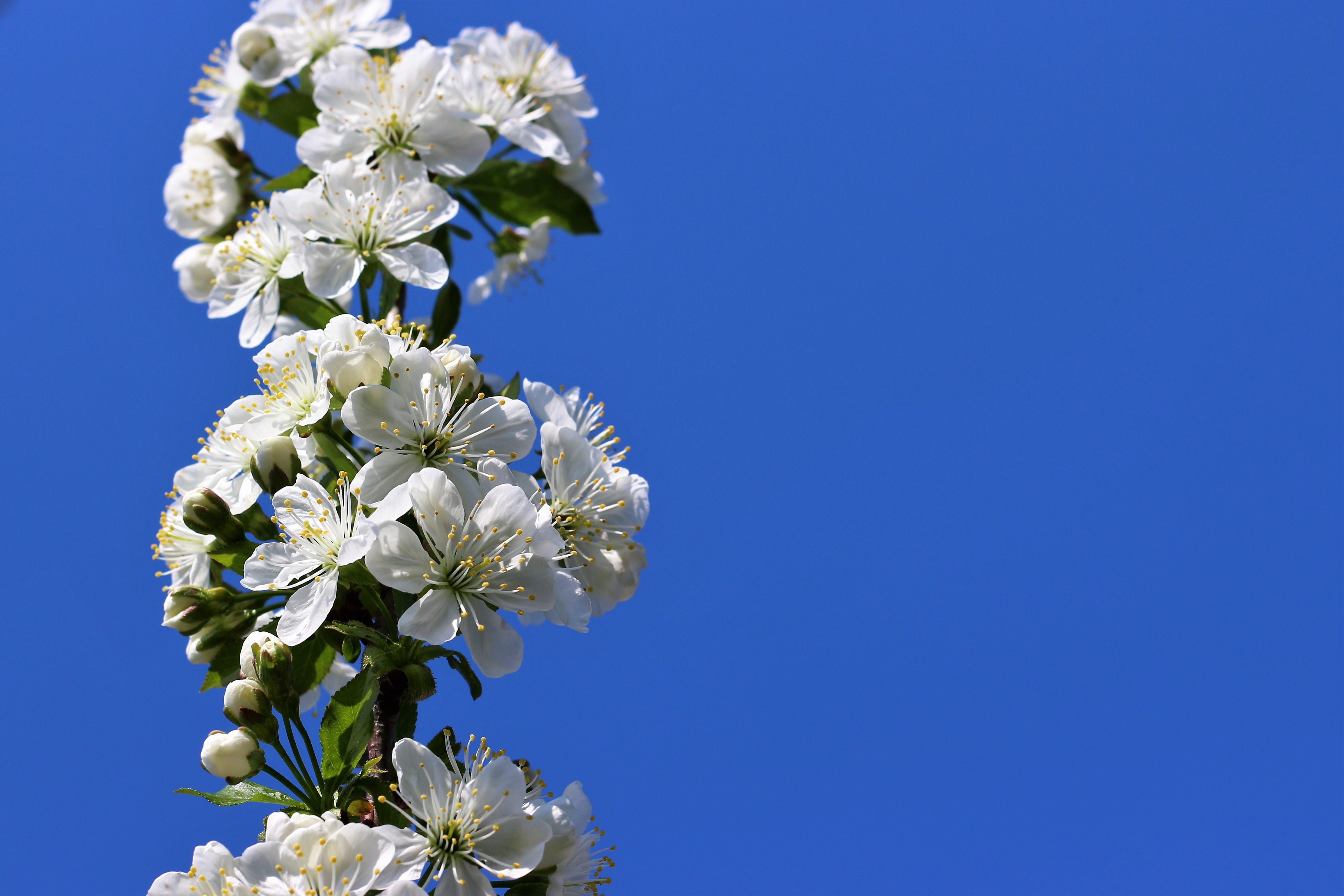 outdoor, address, nature, curve, blooming, blossoms, photo, flower arrangement, no people, flowering plant, rural, flower, color, blue, cherry tree, lemon, HD Wallpaper