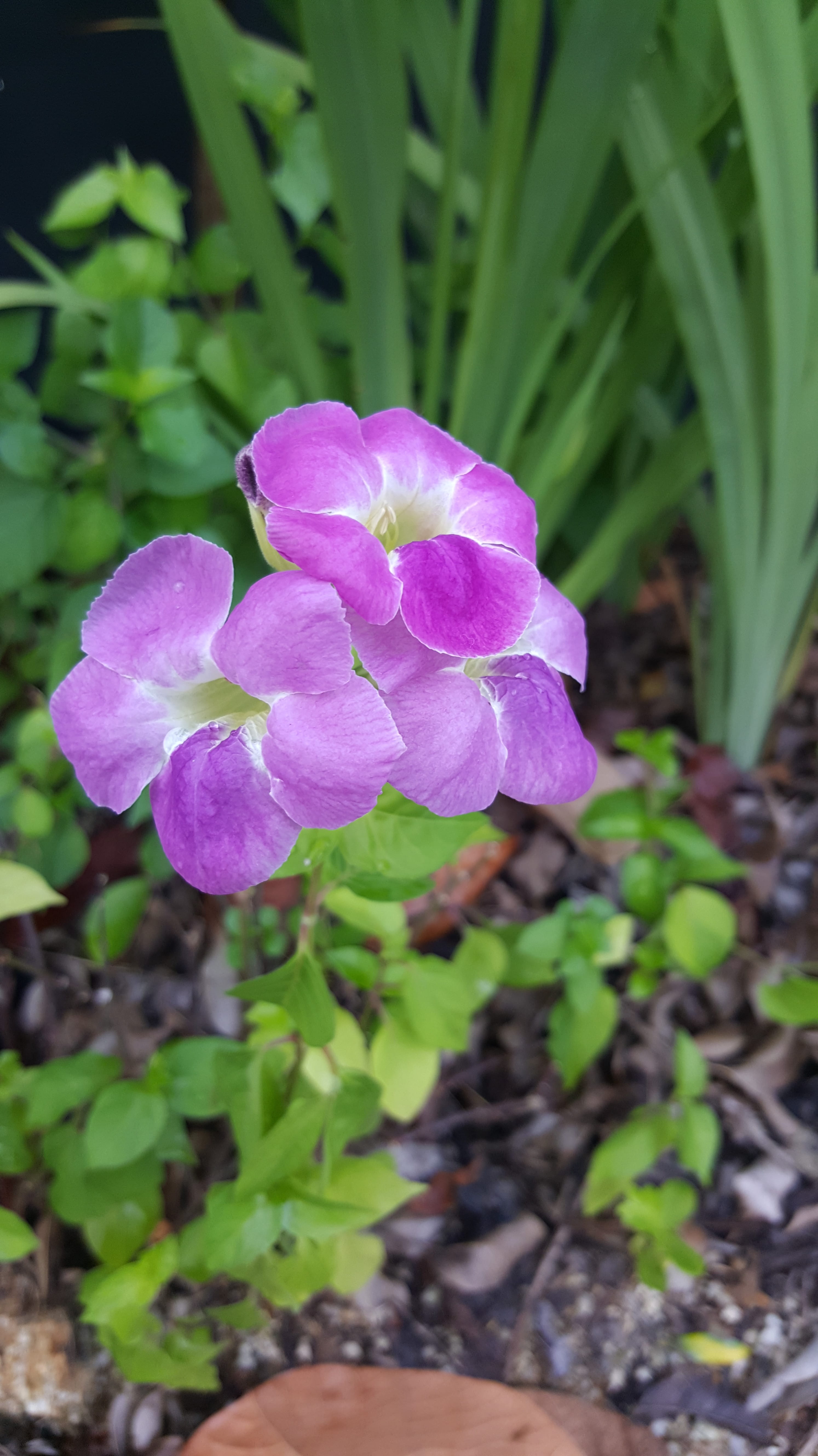 garden, beauty in nature, gardening, white, park, fresh, floral, 5K, color, blossoming, purple, tender, seasonal, springtime, pink, fragility, inflorescence, Phone HD Wallpaper