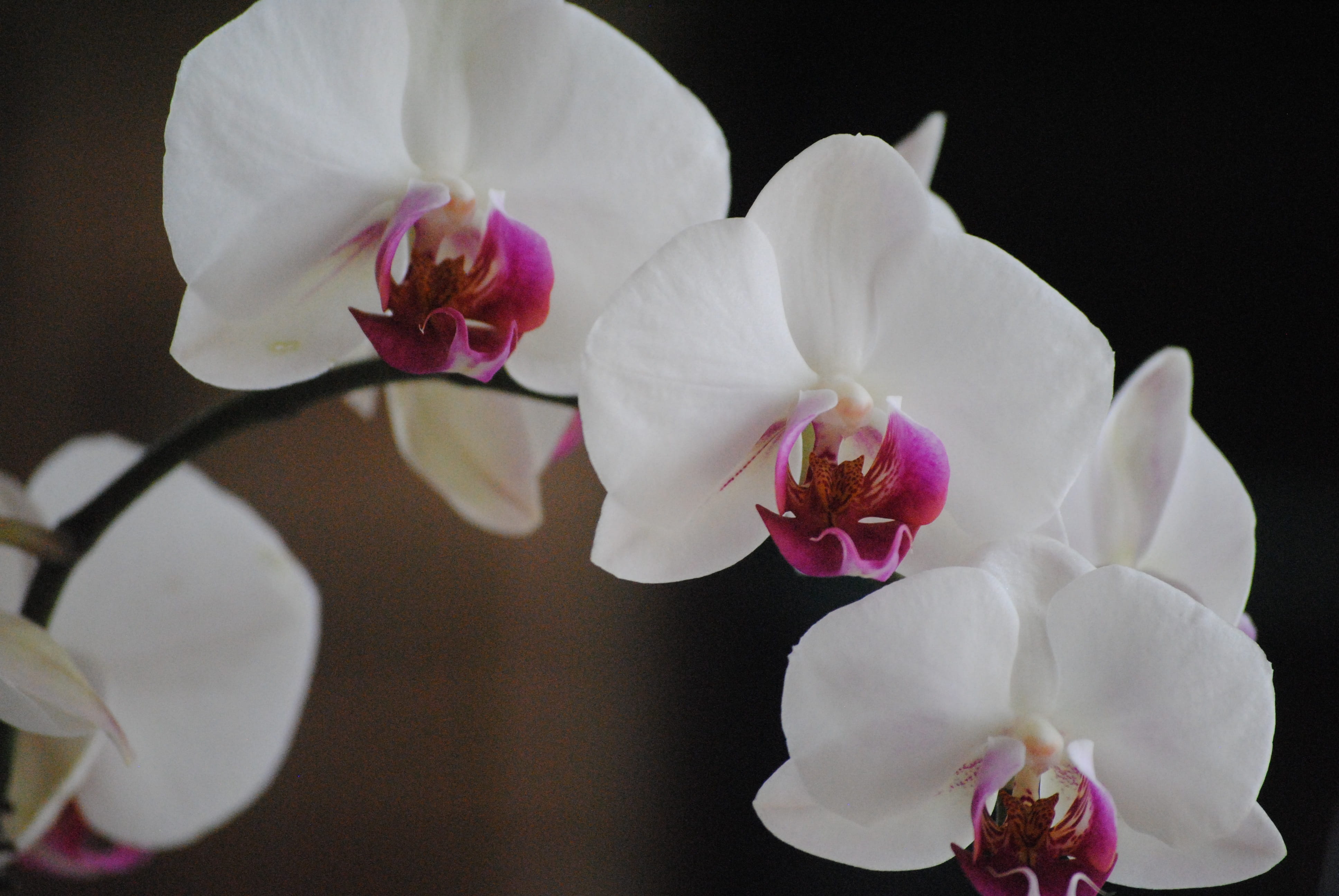 softness, studio shot, gift, close-up, flowering plant, natural, macro, flower arrangement, bloom, stem, spa, pink, pollen, romantic, green, orchids, fresh, HD Wallpaper