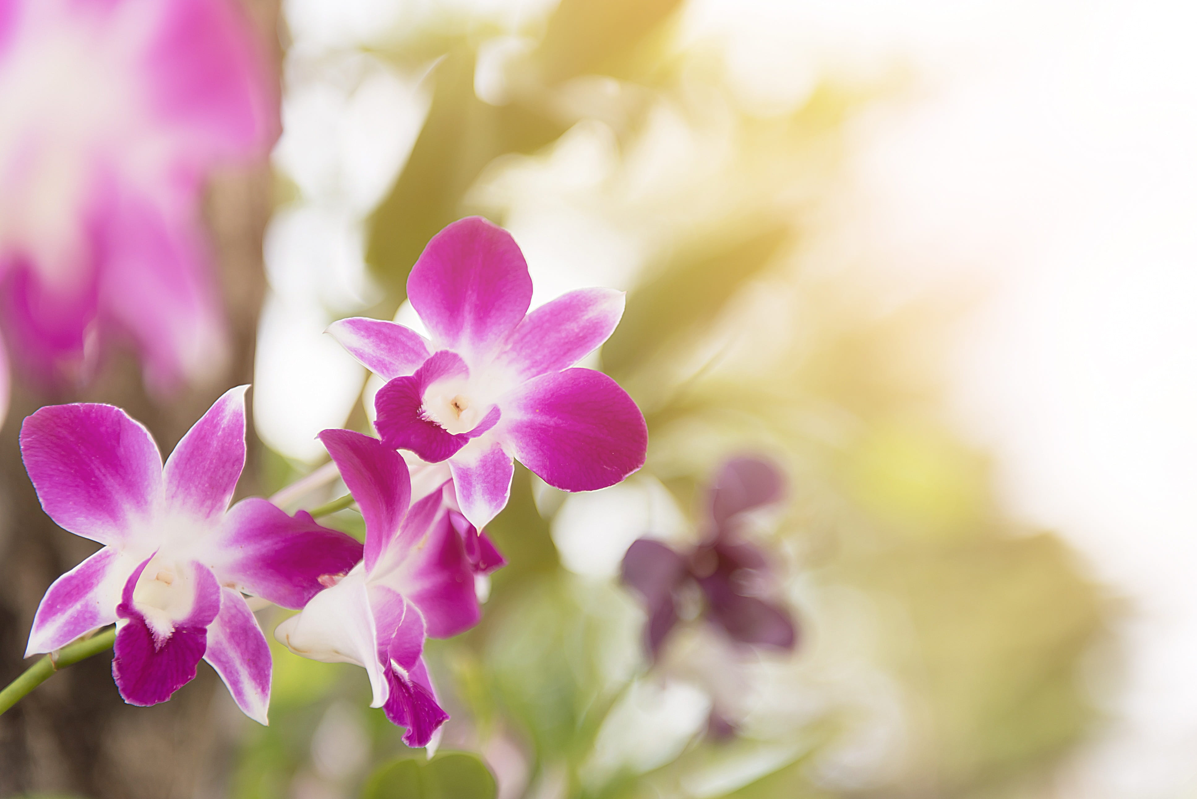 selective focus, summer, orchid, garden, flowers, tree, color, vulnerability, springtime, photography, meadow, botany, close-up, violet, freshness, decoration, HD Wallpaper