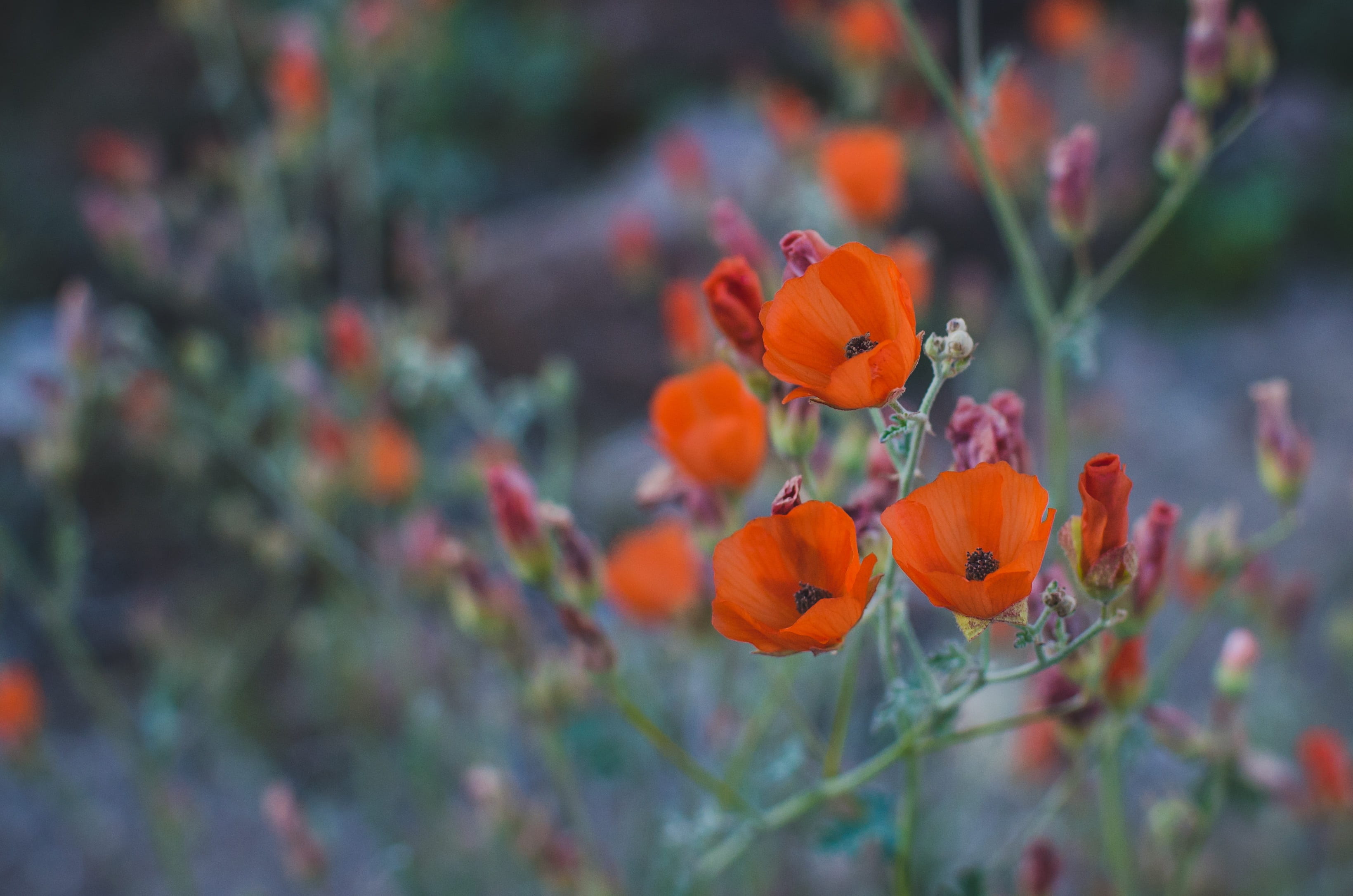 texture, design, orange, poppy, close, white, ornamental garden, 2K, colorful, no people, natural, taken, freshness, petaled, flower, beautiful, daytime, HD Wallpaper