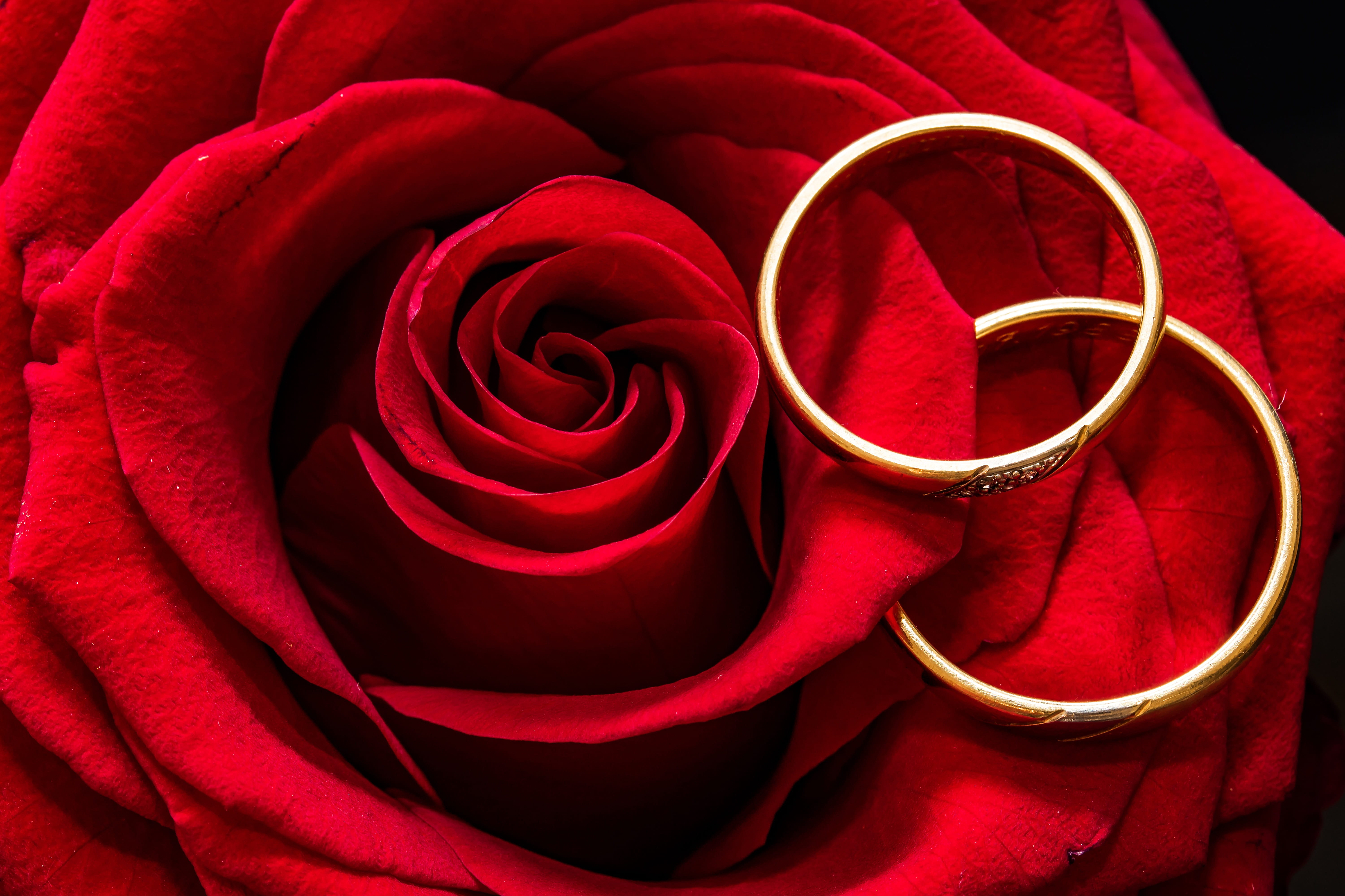 elegant, rose, romance, togetherness, jewelry, close-up, beauty in nature, love, plant, colored, full frame, flowering plant, marriage, 5K, flower, rings, HD Wallpaper