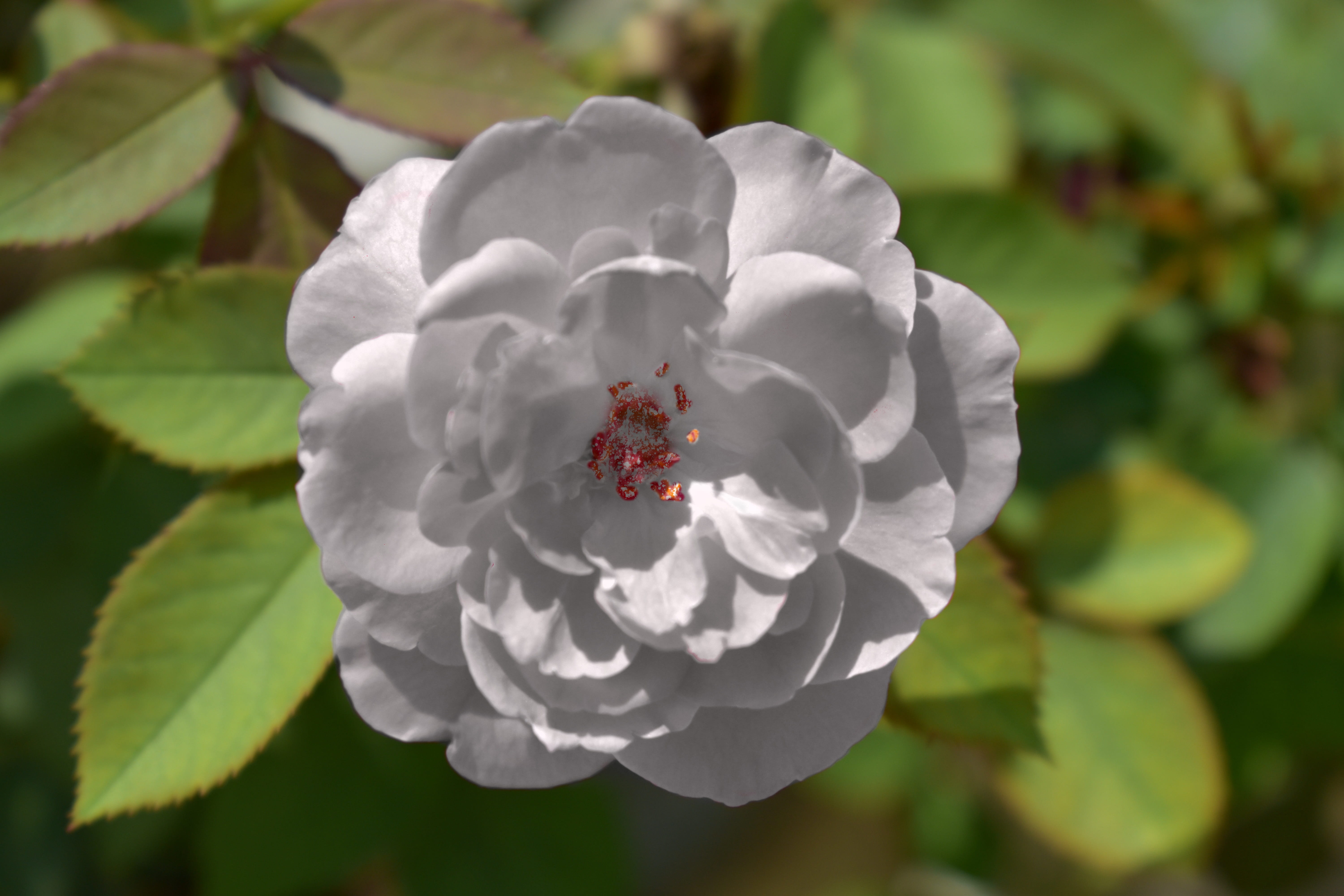 flowering plant, yorkshire emblem, outdoors, innocence, beauty in nature, flower head, freshness, vulnerability, plant part, flower, close-up, 5K, inflorescence, HD Wallpaper