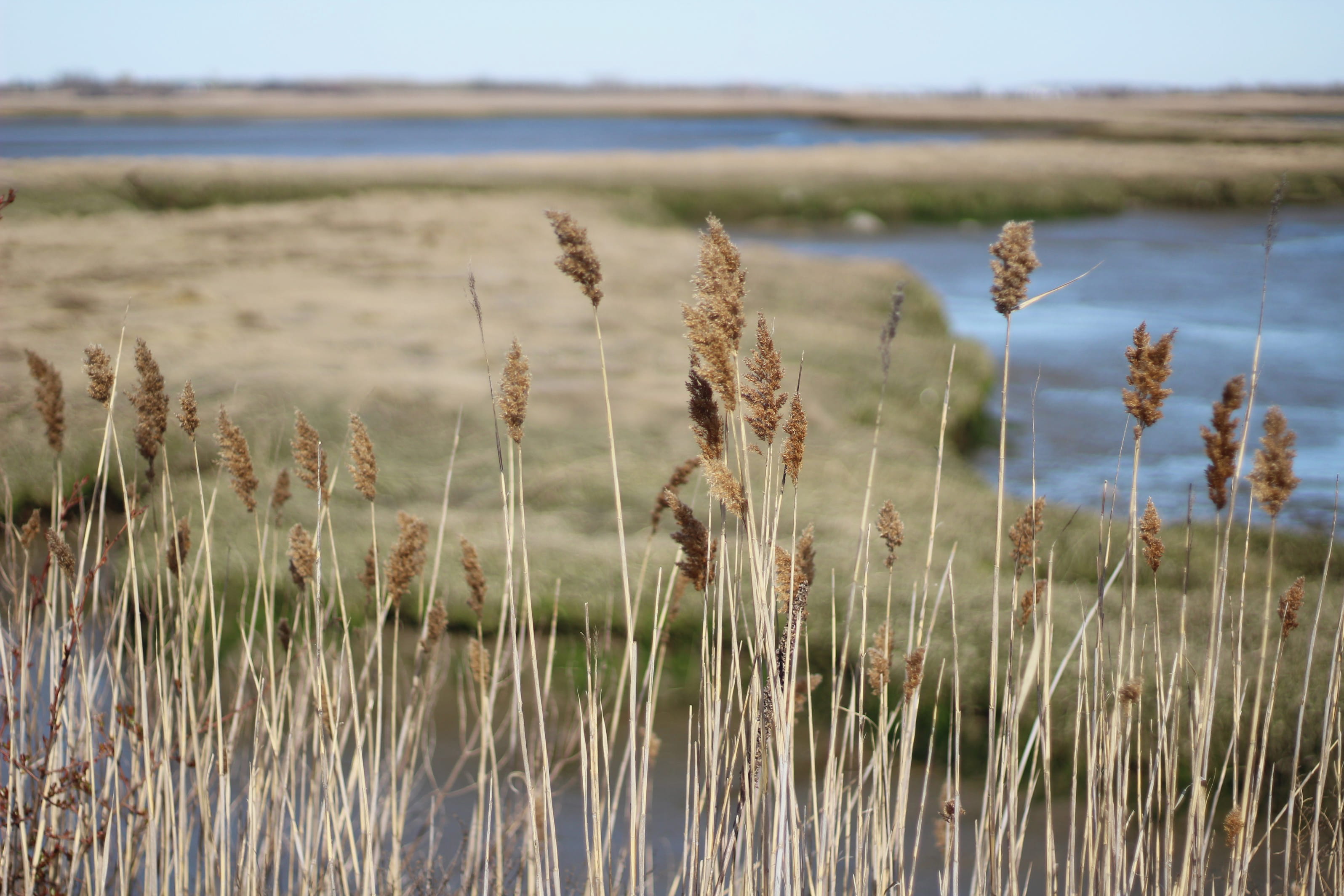 growth, beauty in nature, grass, landscape, close-up, lake, boston, water, no people, plant, marsh, united states, timothy grass, marram grass, nature, HD Wallpaper