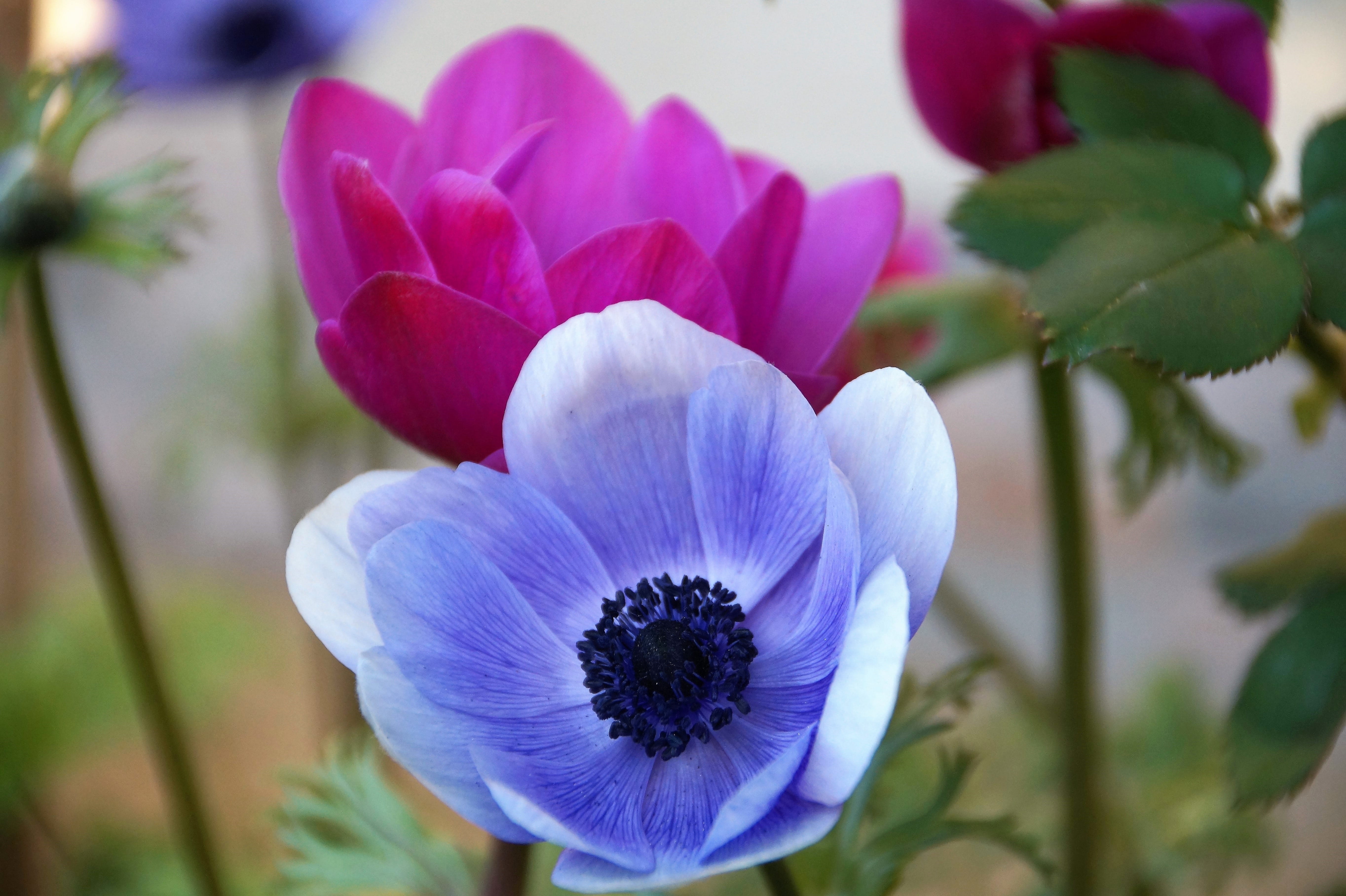 close-up, garden, kalanit, freshness, blue, selective focus, focus on foreground, petal, spring, no people, flowering plant, 5K, beauty in nature, biblical, HD Wallpaper