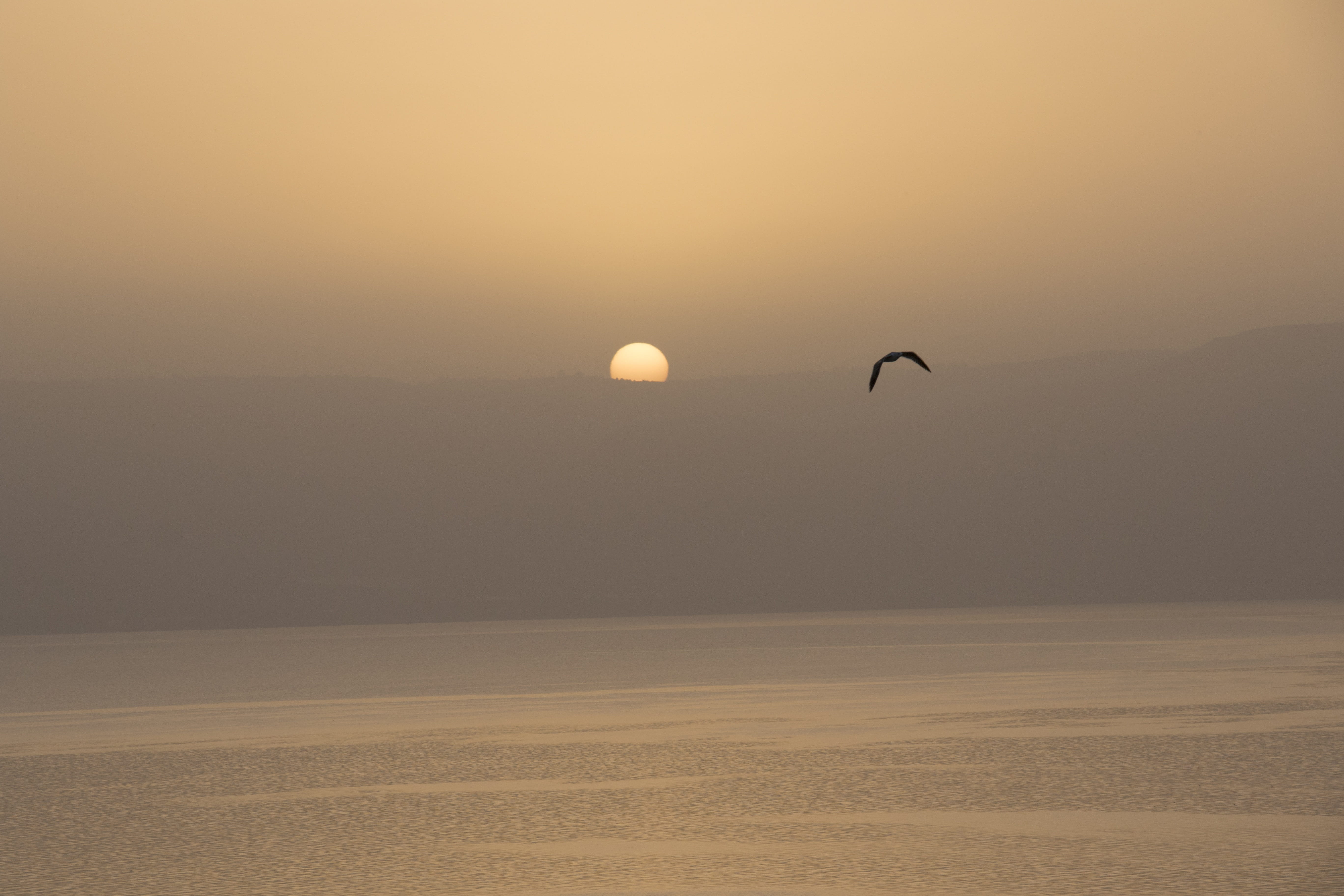 animal themes, Kinneret, non-urban scene, flying, biblical, silhouette, bird, sky, landscape, galilee, copy space, Sea Of Galilee, arid climate, sunset, HD Wallpaper