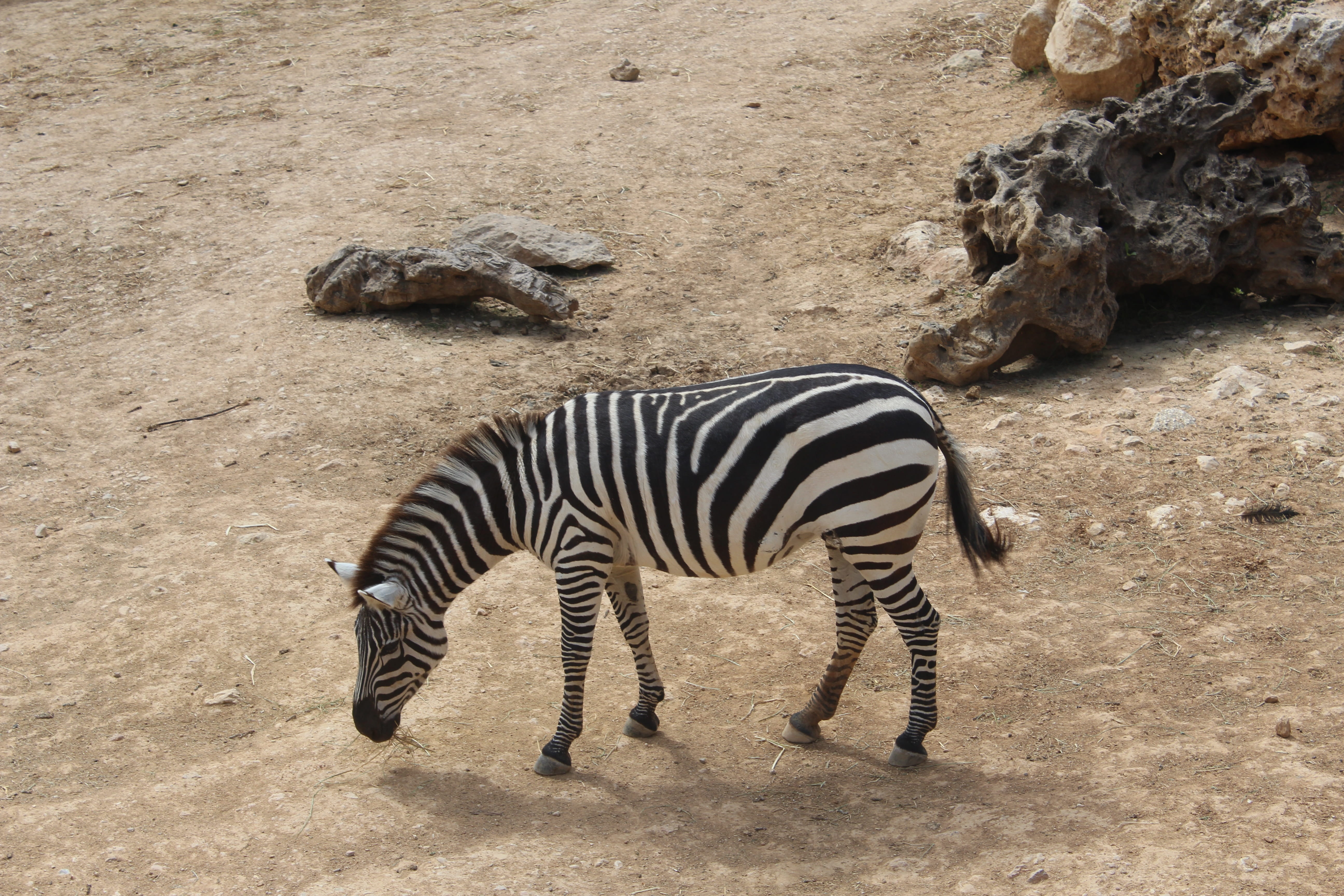 day, 5K, animals, zebra, animal themes, outdoors, herbivorous, no people, land, striped, standing, safari, vertebrate, animal wildlife, the biblical zoo, HD Wallpaper