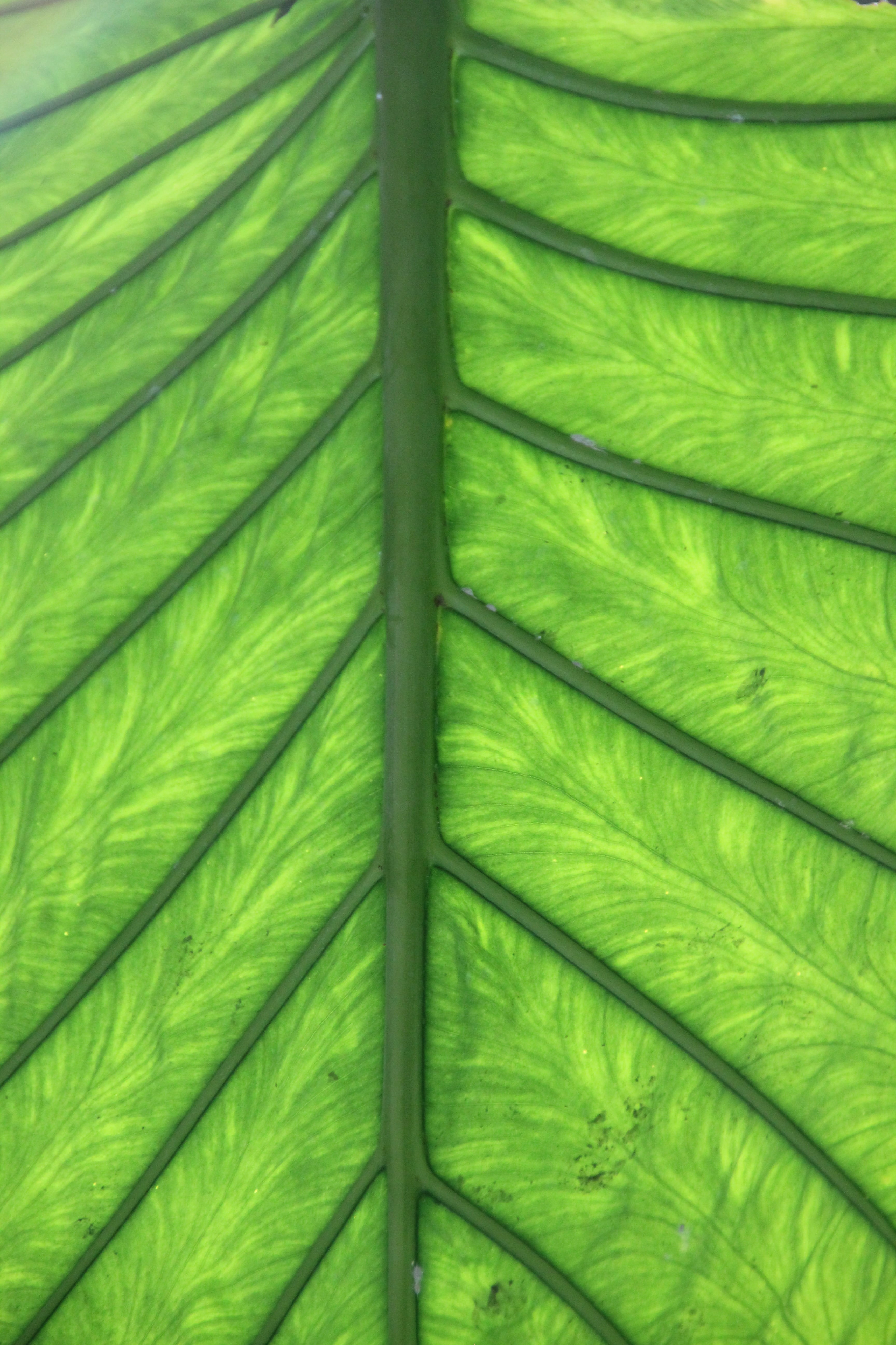 palm leaf, no people, green color, chlorophyll, may refer to, day, textured, outdoors, leaves, Veins, full frame, Plant, growth, frond, palm tree, green, Phone HD Wallpaper