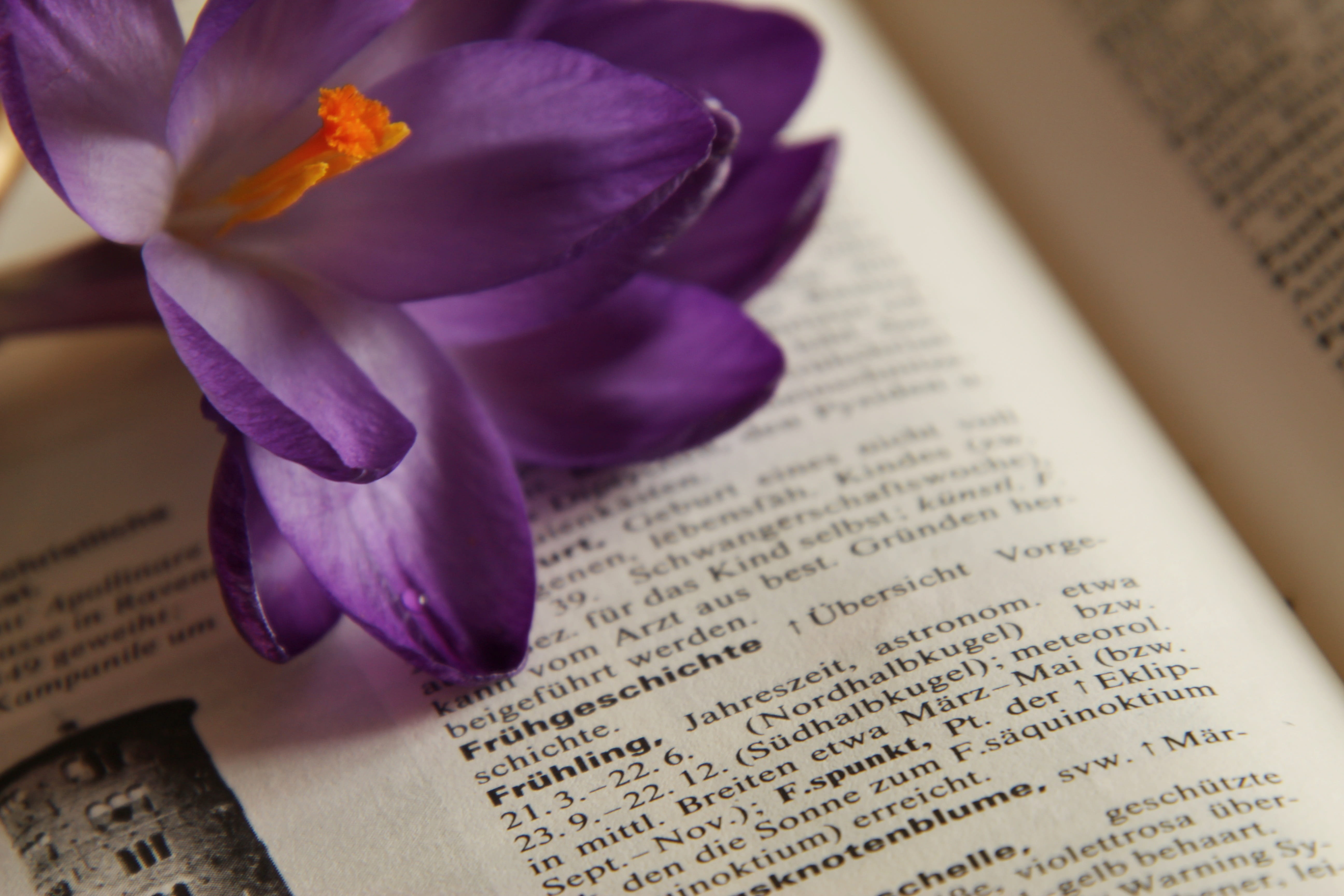 literature, pressure, fragility, flower, lexicon, march mflora, book printing, text, spring awakening, purple, 5K, reference book, flowering plant, education, HD Wallpaper