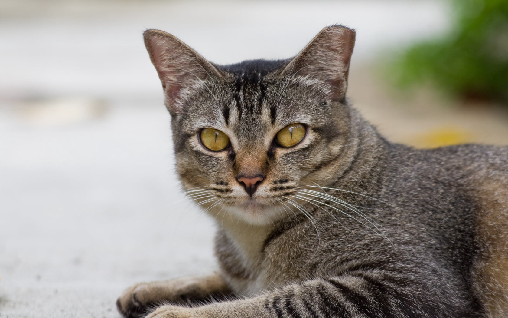 animal themes, act, adult, close-up, feline, no people, day, cat, animal eye, domestic animals, domestic, domestic cat, whisker, tabby, 720P, down, mammal, HD Wallpaper