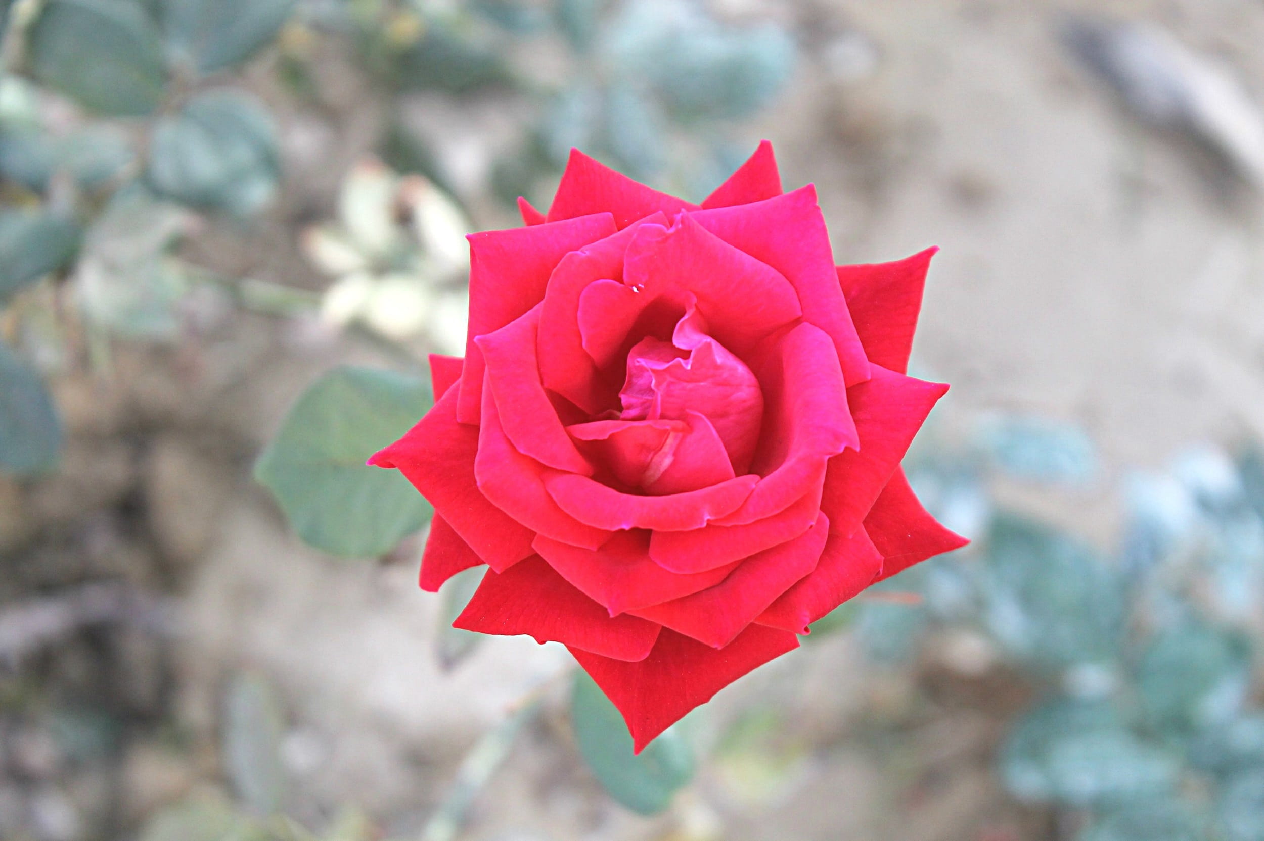 vulnerability, springtime, Love Flower, growth, close-up, focus on foreground, decoration, flower head, macro, rose, romance, romantic, Red Rose, nature, HD Wallpaper