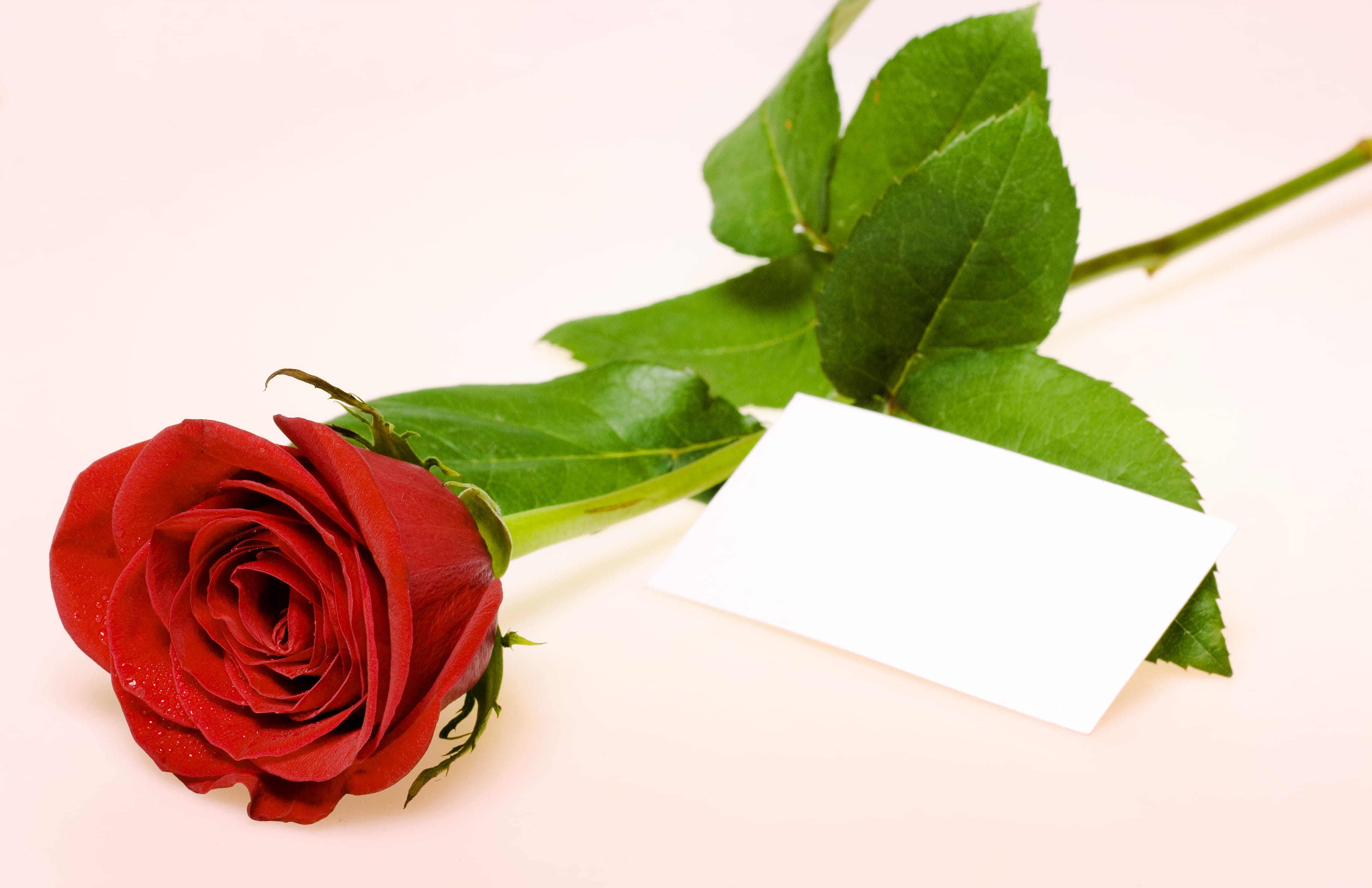 summer, fresh, spring, leaf, beautiful, single, flirting, valentines day - holiday, flower, cut out, rose, elegant, gift, message, decoration, flowering plant, HD Wallpaper