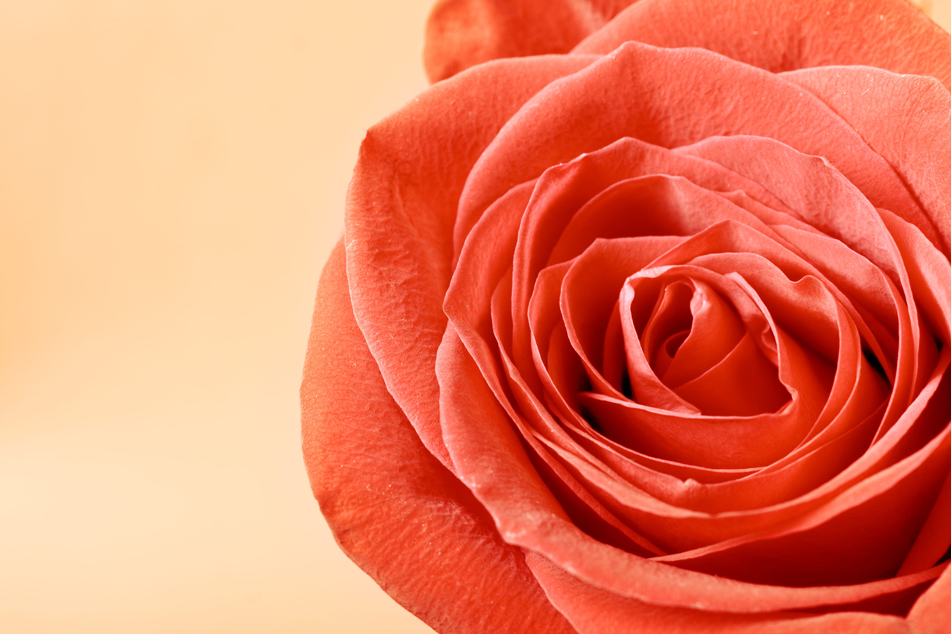 holiday, romantic, gift, positive emotion, beautiful, background, plant, spring, aroma, flower, perfection, floral, leaf, closeup, vulnerability, summer, HD Wallpaper