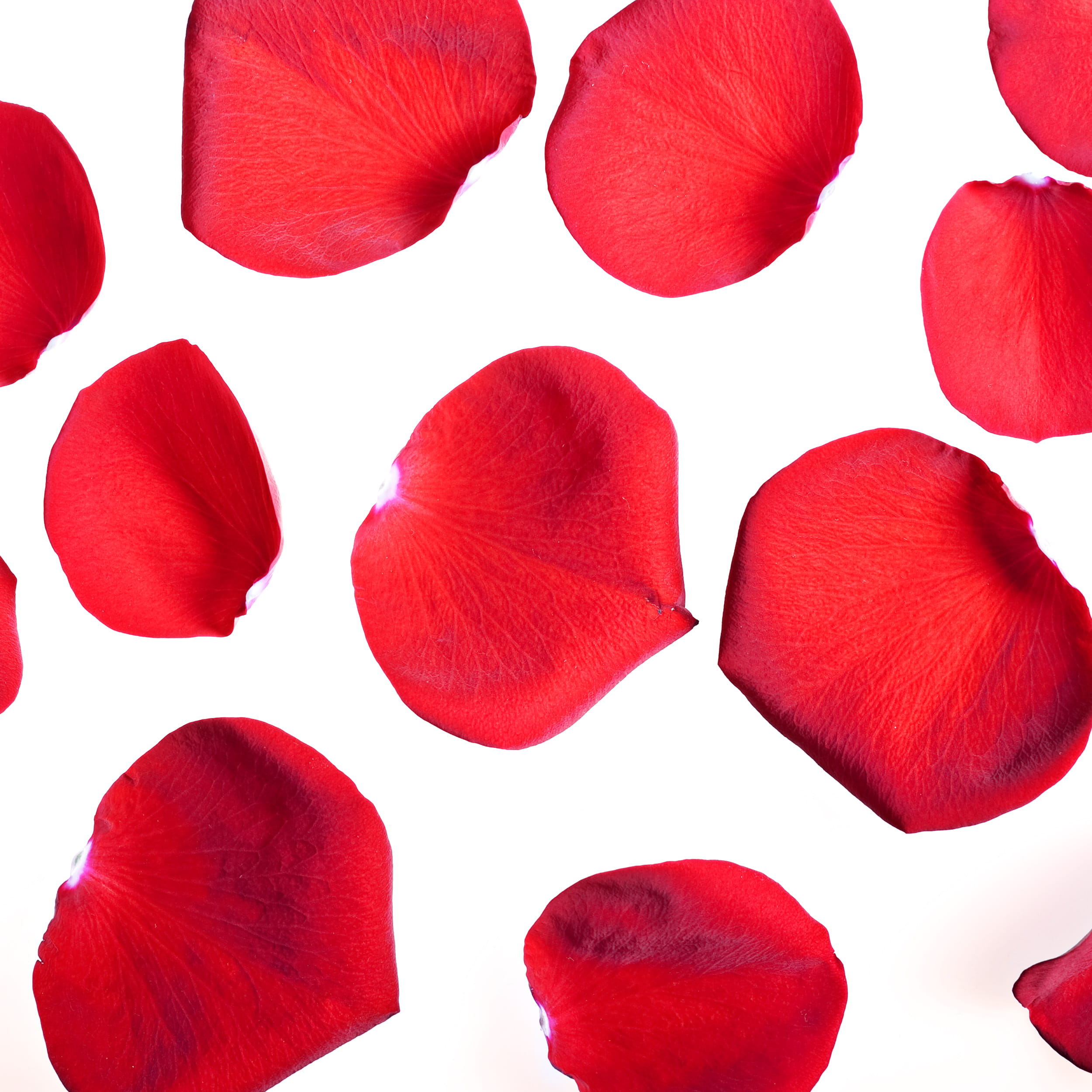 cut out, decorating, valentines, red, valentine, group, natural, textured effect, background, design element, love, florist, emotion, white background, Phone HD Wallpaper