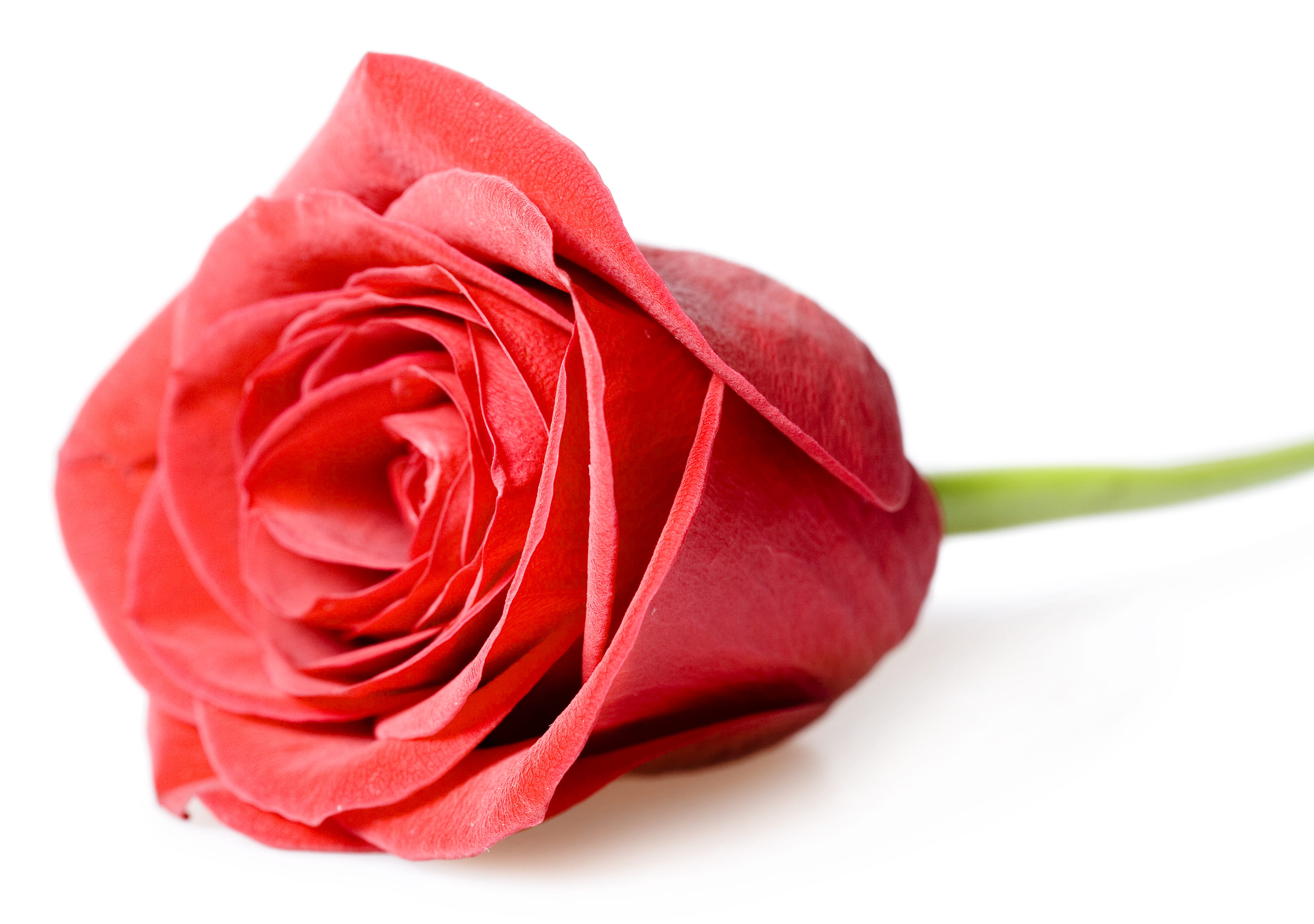 beauty, beautiful, nature, isolated, brightly lit, nobody, green, spring, bloom, cut out, rose, beauty in nature, copy space, no people, object, celebration, HD Wallpaper