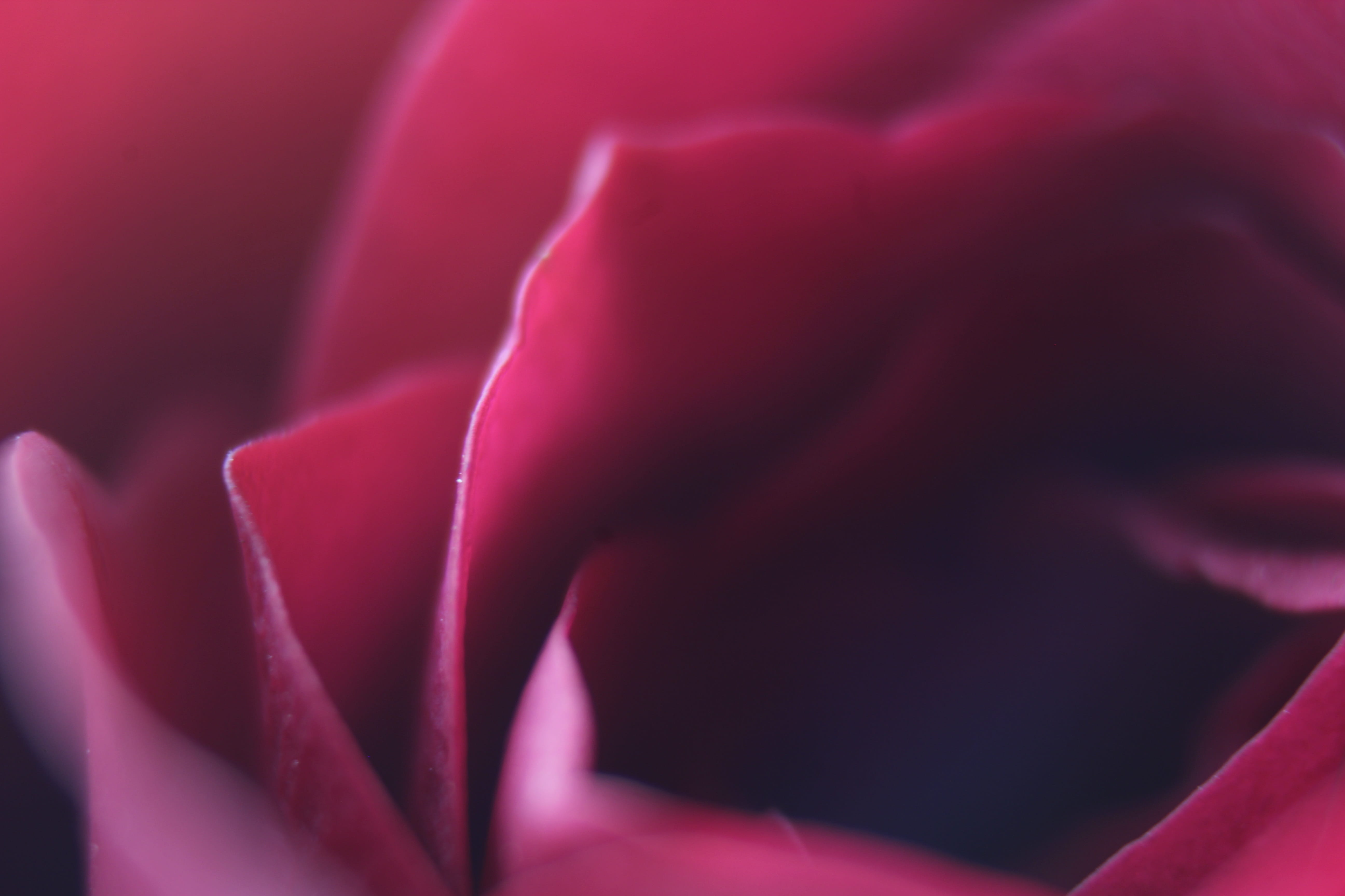 summer, valentine, freshness, design, pink color, season, fresh, color, petal, inflorescence, photography, bunch, rose - flower, bright, full frame, love, HD Wallpaper