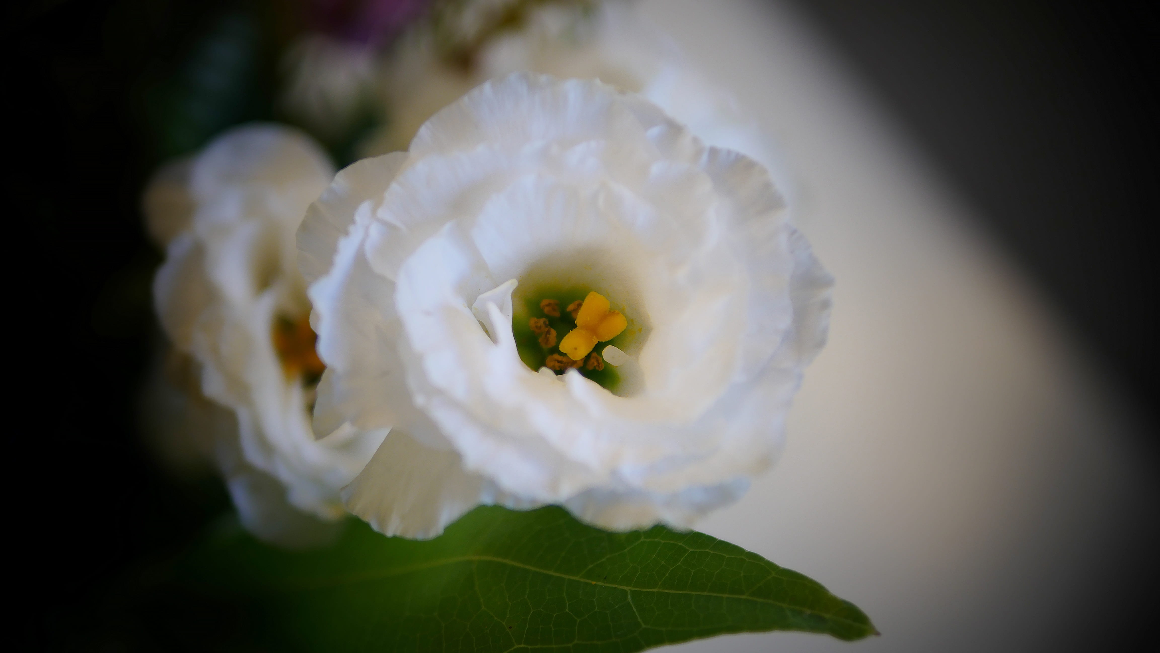 card, fragility, surprise, purple, floral, white color, closeup, event, growth, close-up, present, rose, beautiful, 4K, flora, party, focus on foreground, HD Wallpaper