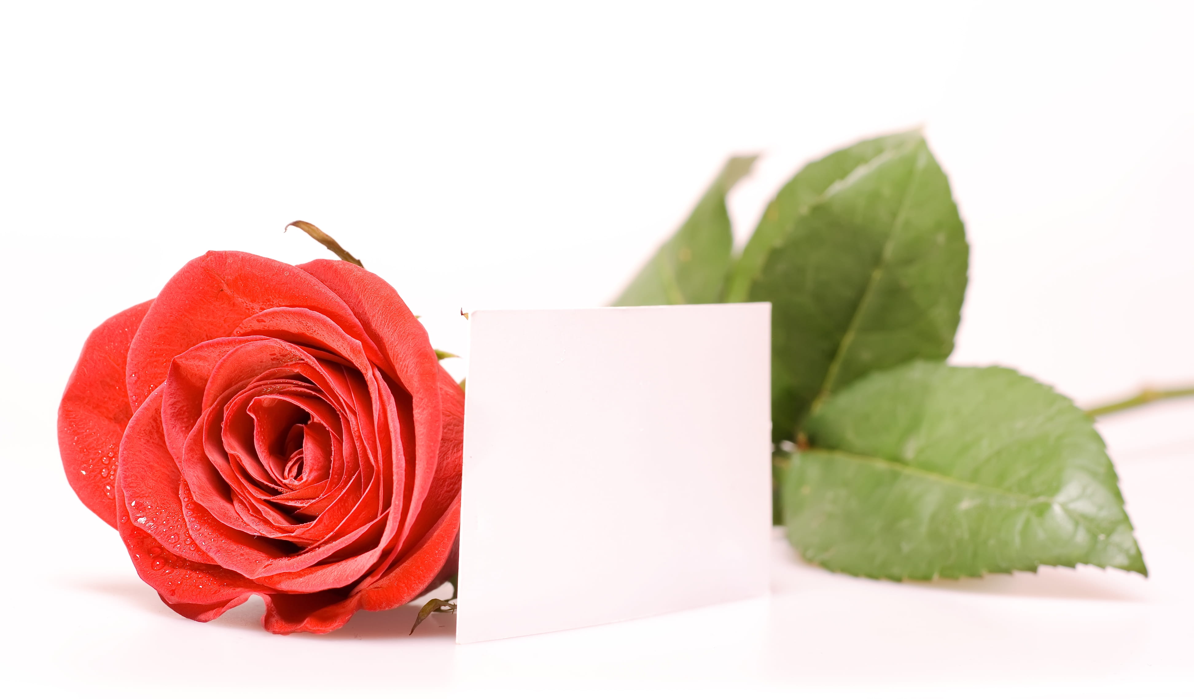 anniversary, stem, beauty, leaves, white color, lovely, color, closeup, valentines day - holiday, spring, flirting, postcard, green, flower, nobody, valentine, HD Wallpaper