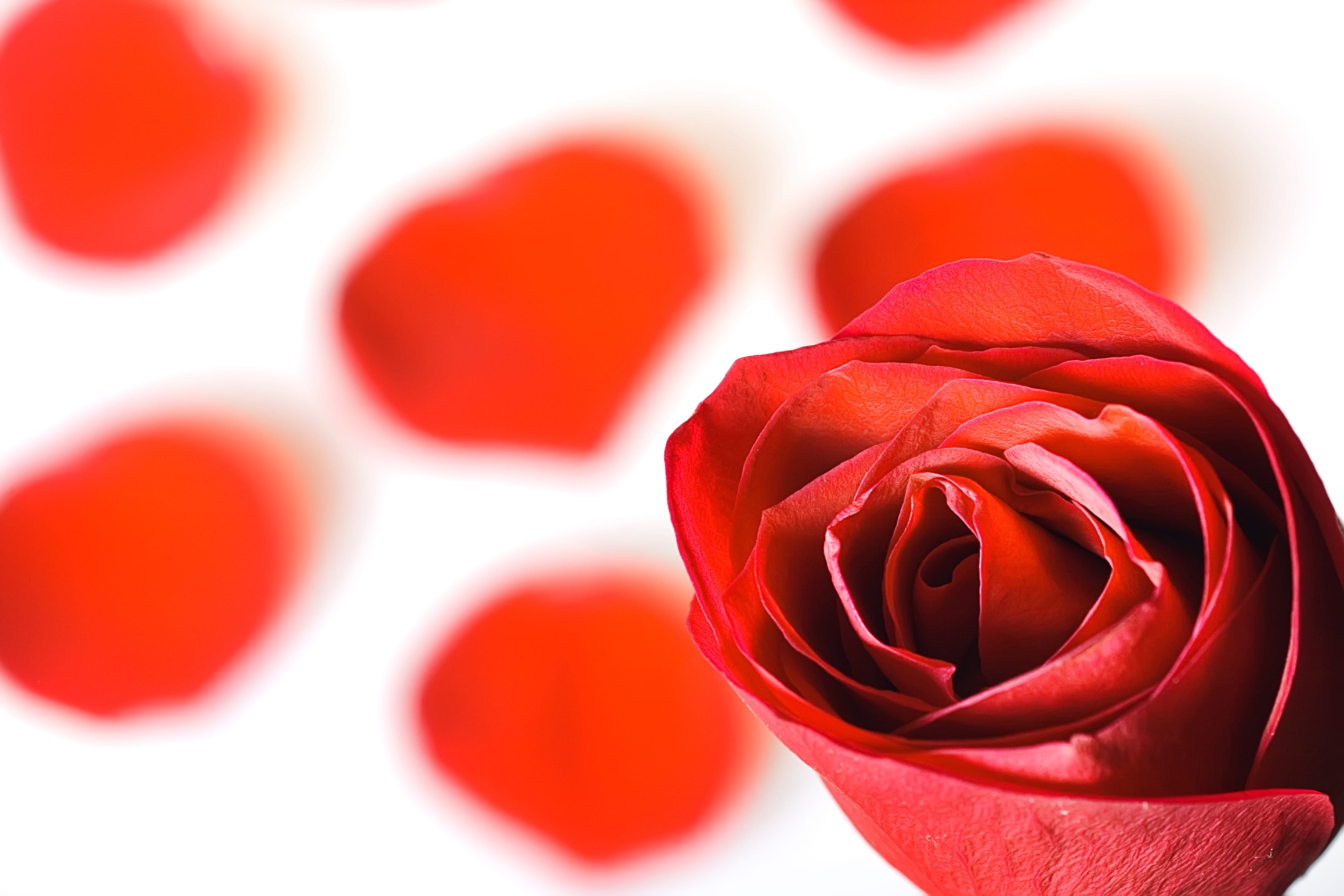 no people, white, isolated, pedal, plant, natural, freshness, valentines day - holiday, beauty in nature, 4K, red, flowering plant, rose, blooming, romance, HD Wallpaper